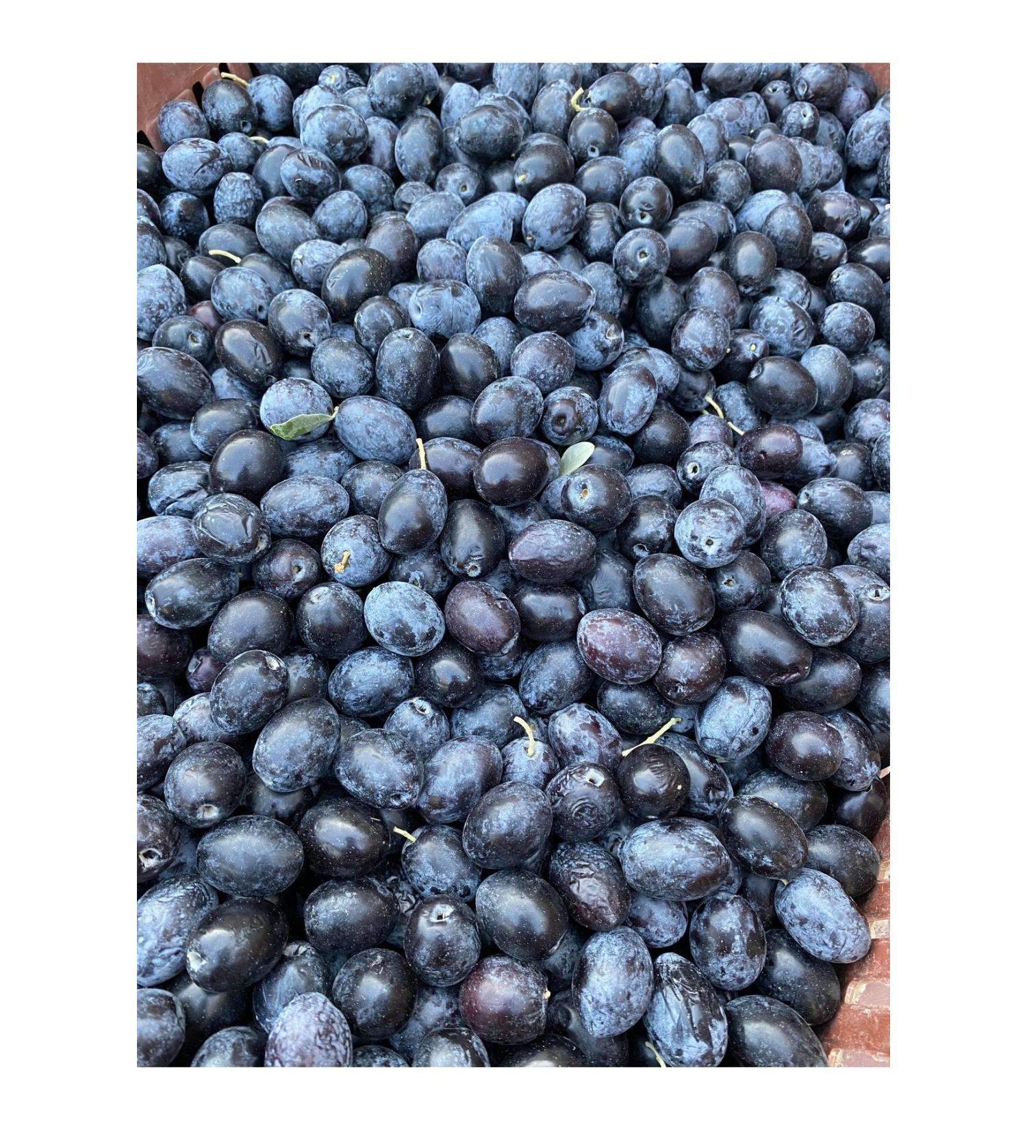 mut pearl olive & olive oil Unprocessed Raw Black Olive Net 6 Kg