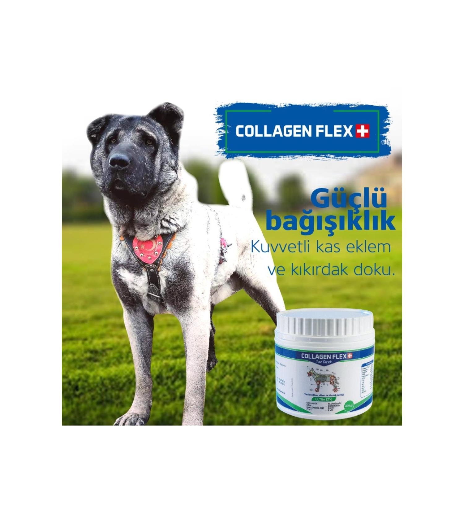 Collagenflex Royal Pro Bacterium High Value Muscle and Joint Strengthener - Buy Online on GoSupps.com