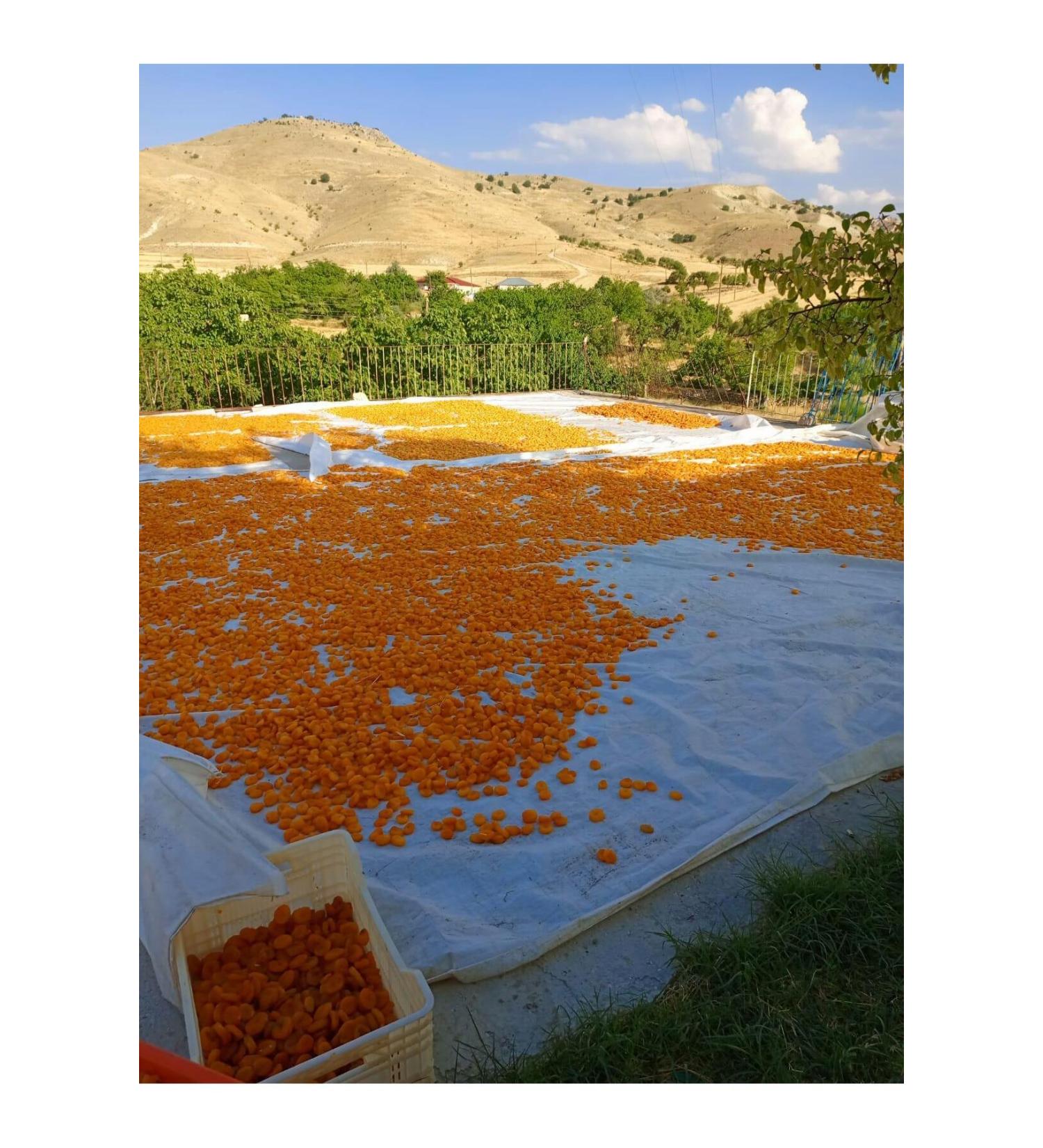 5 KILOGRAMS OF DRIED APRICOTS FROM THE GROUND - Buy Online on GoSupps.com