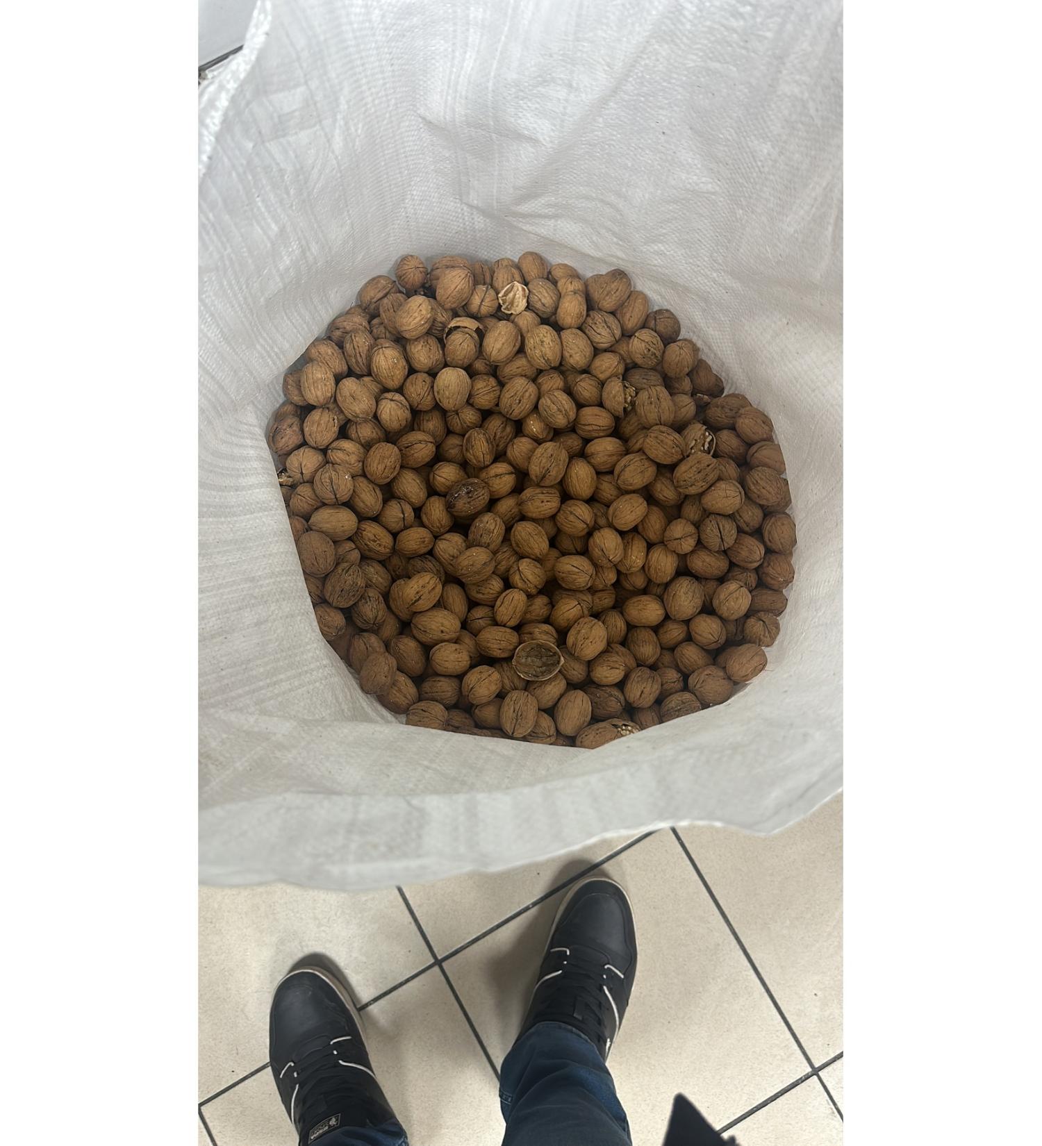 Natural Thin Shell Local Walnut - Buy Online on GoSupps.com