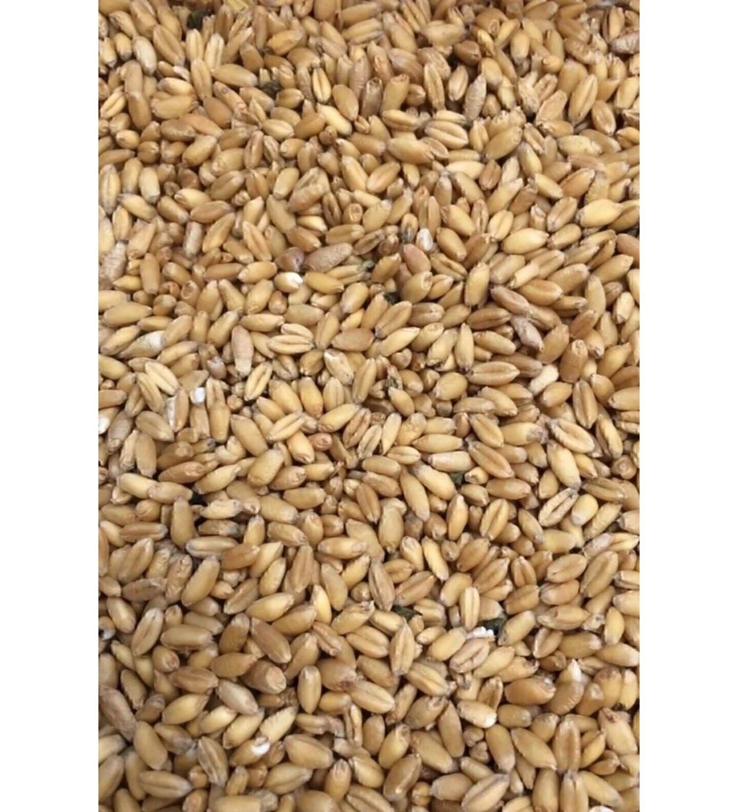 FARMER Chicken Feed White Wheat 5 Kg