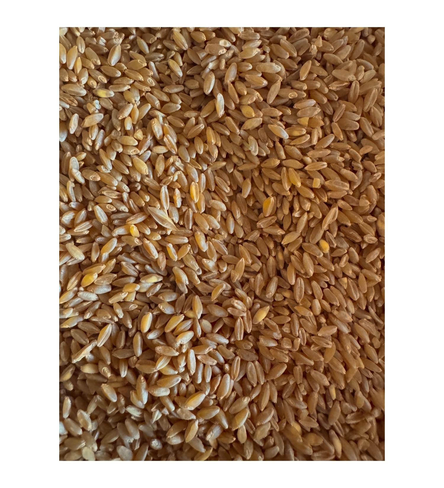 FARMER Wheat Feed for Chicken and Bird 10 Kg