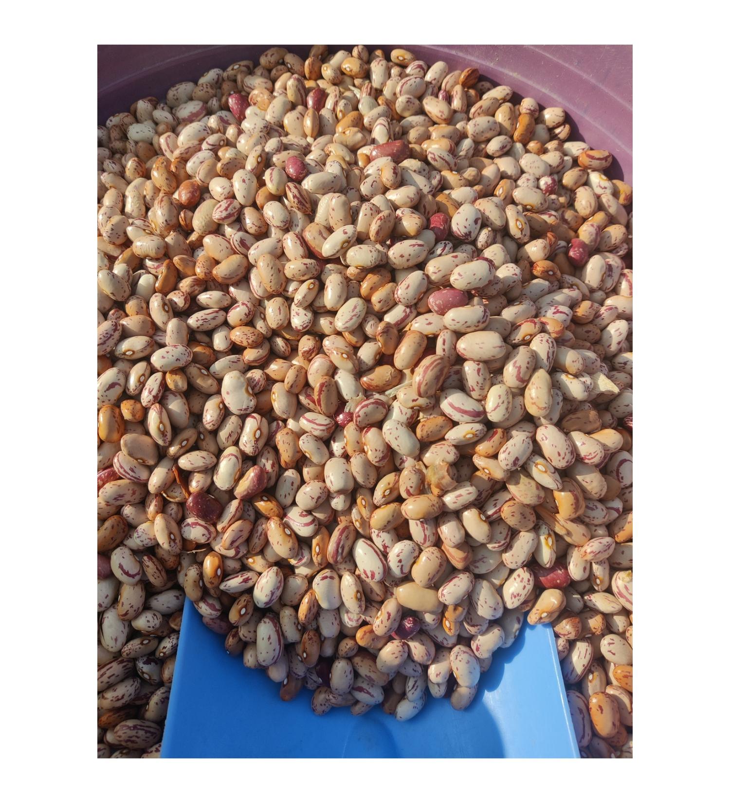 Handmade New Crop Village Kidney Beans 1kg