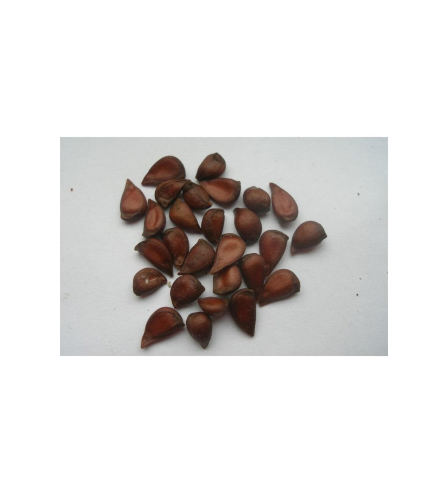Quince Seeds (25 Gr)
