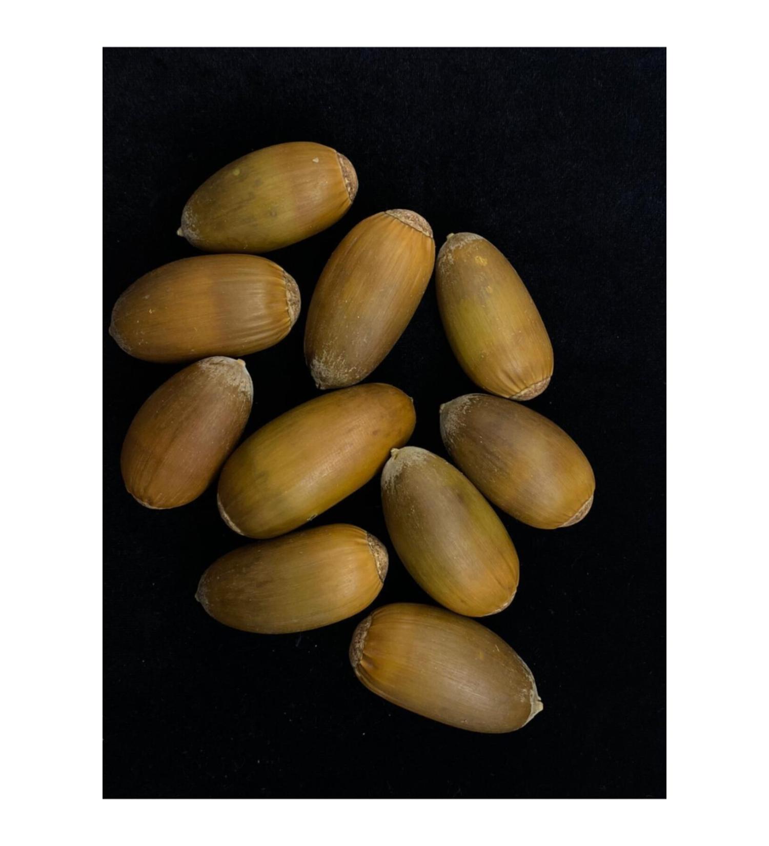 Beyisa Oak Acorn Eastern Chestnut Acorn Nut 1 Kg Acorn - Buy Online on GoSupps.com