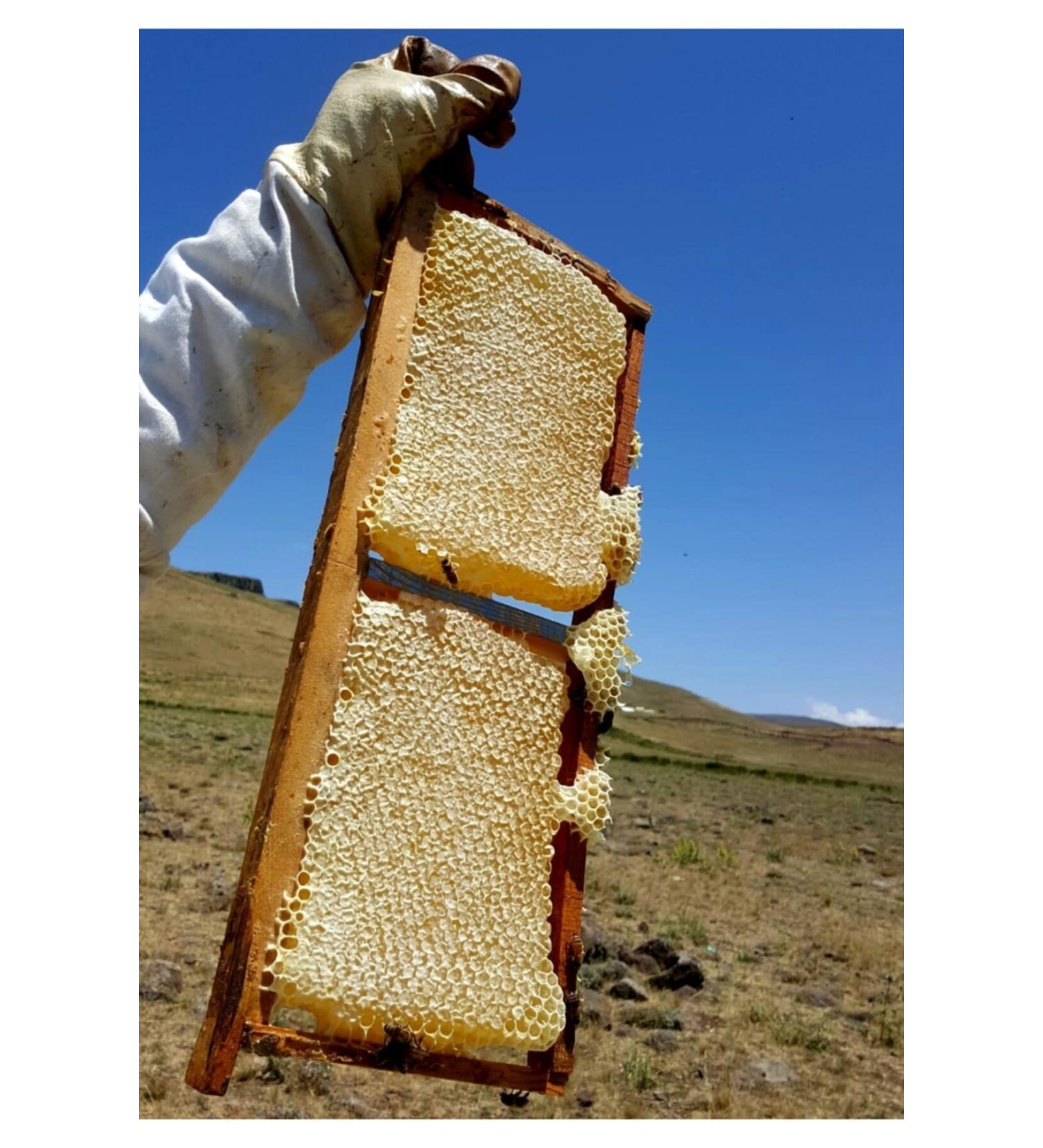 HEALING HIVE Comb Honey 1000 gr