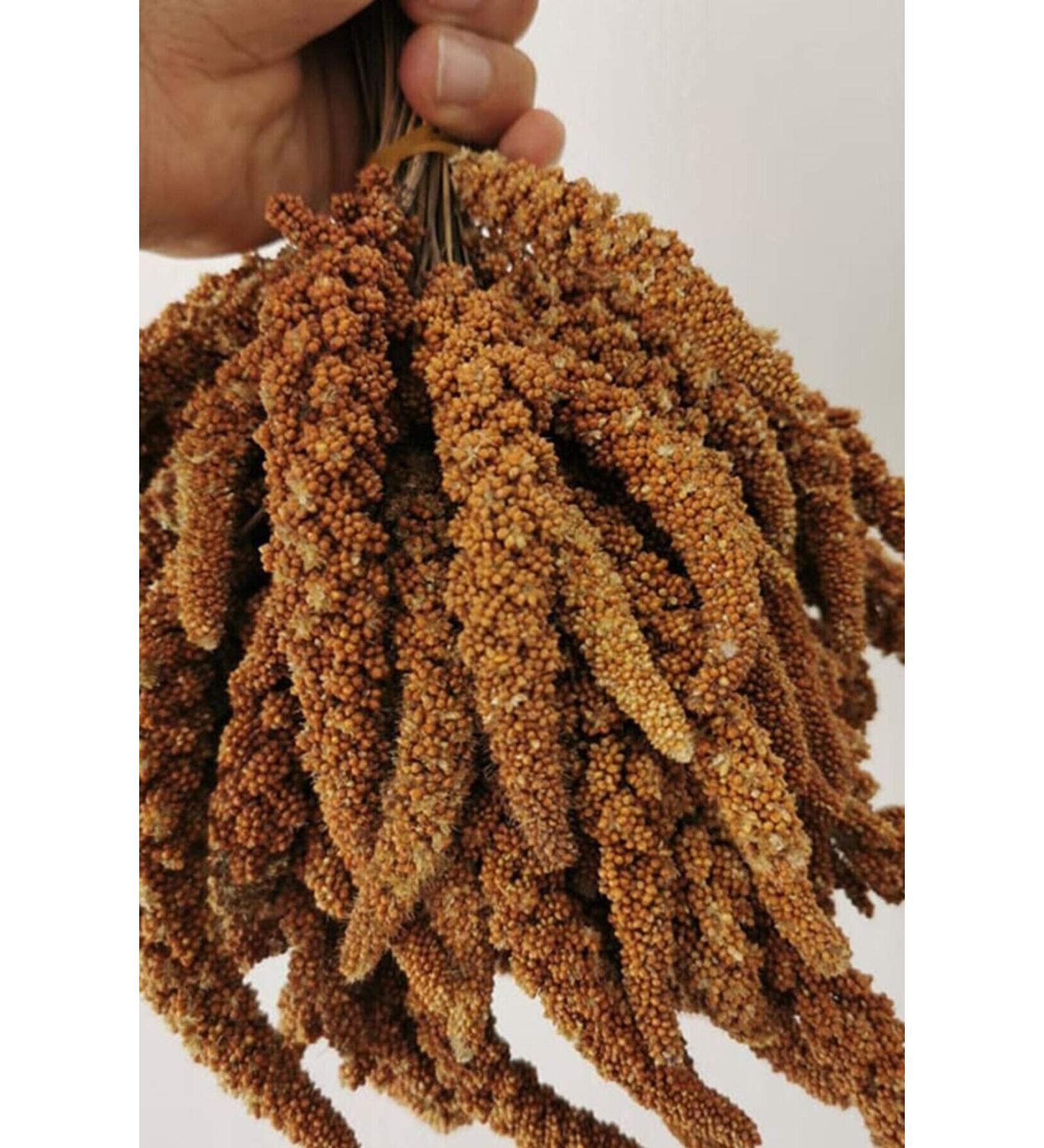 SAH NPETSHOP Red Millet 1 Kg Package