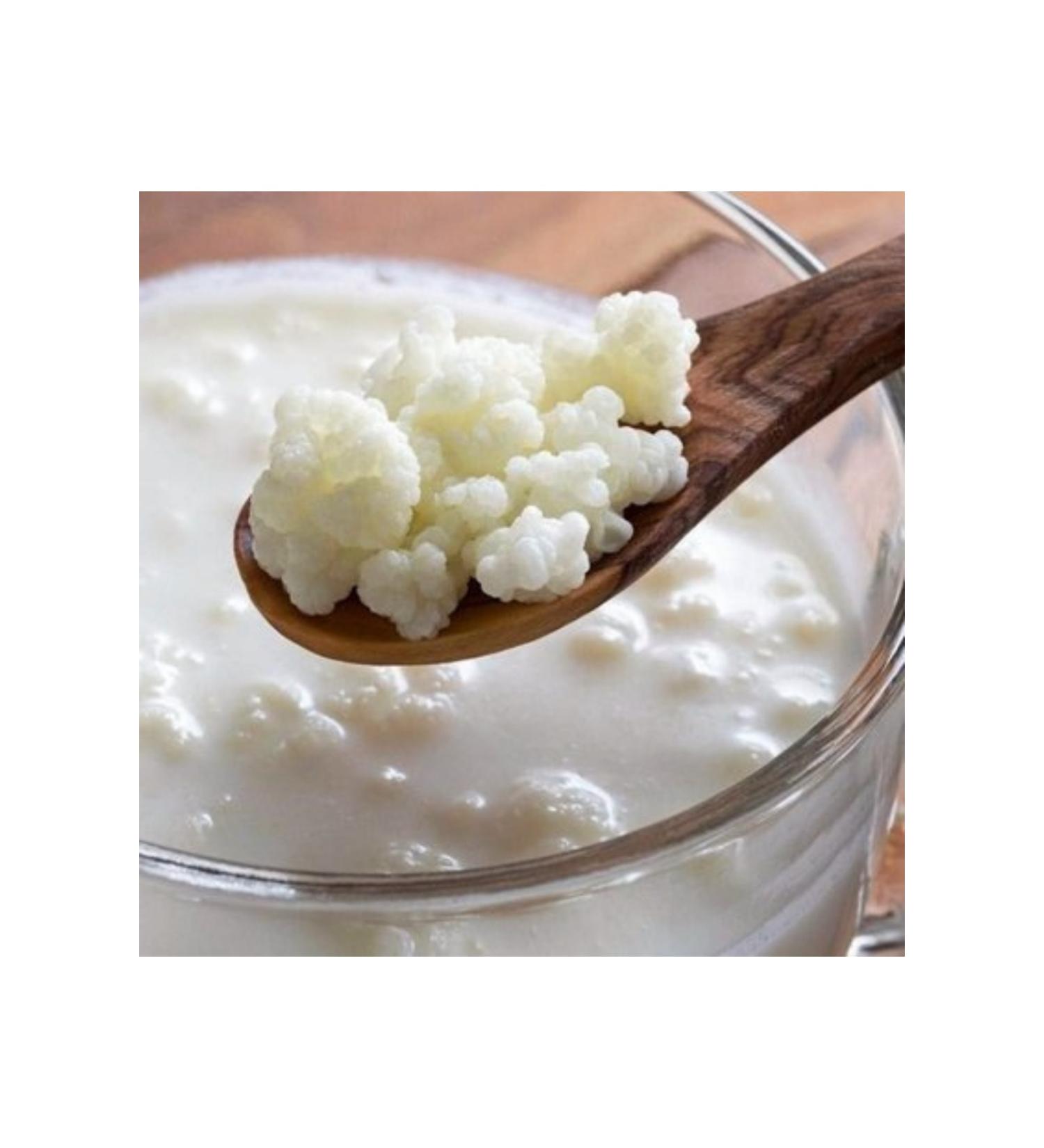 FAGIDA Homemade Kefir Yeast 20gr