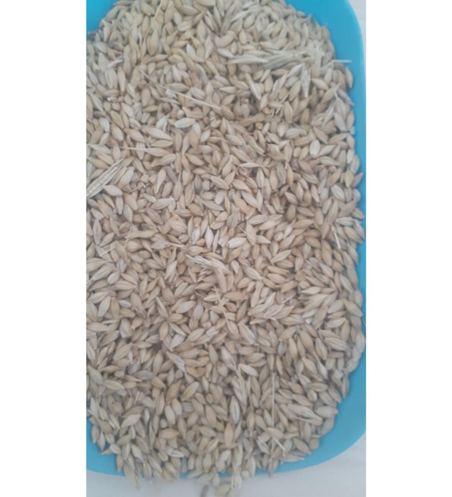 Yesilsera Barley 5 Kg