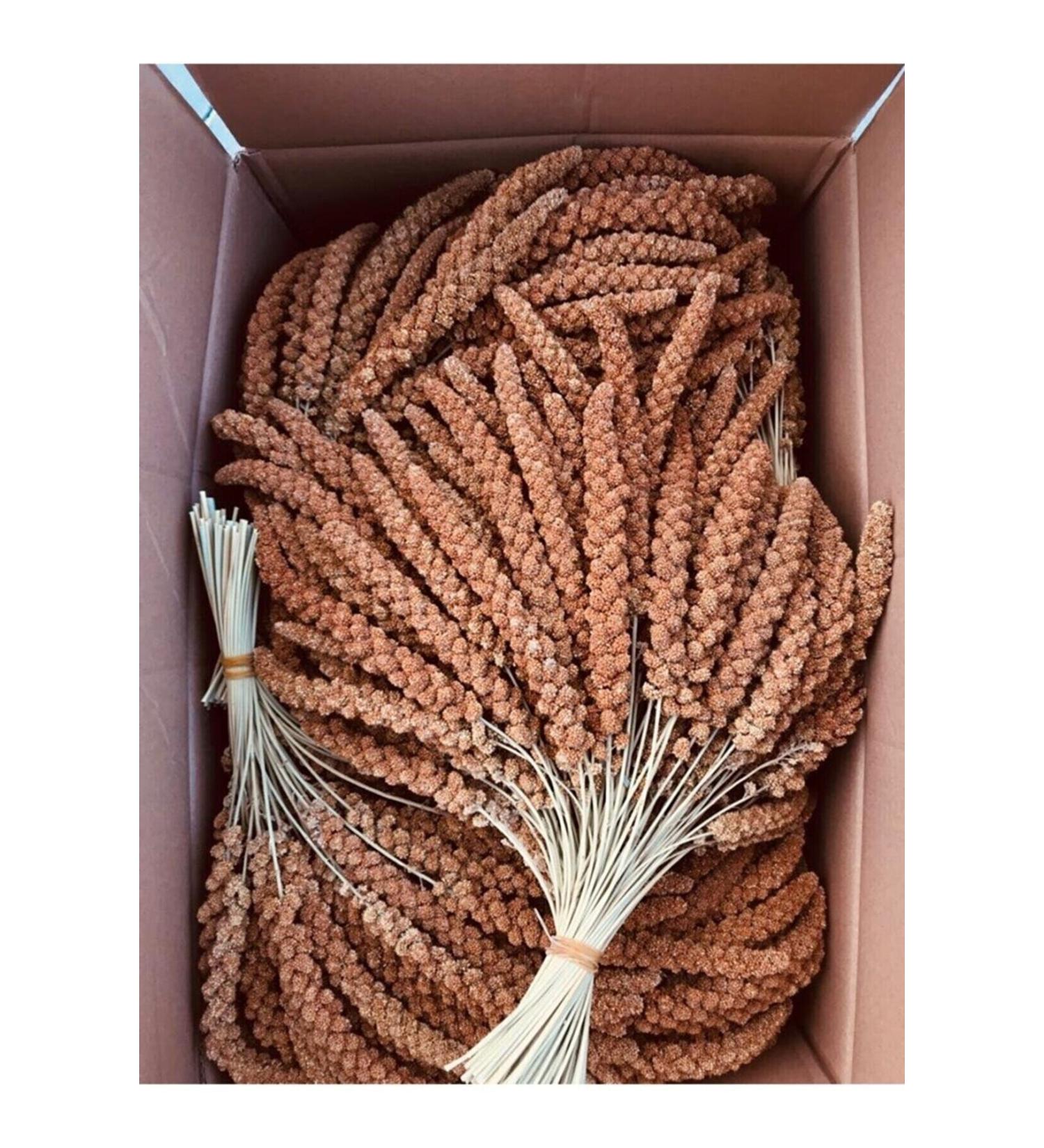 Natural Dal Millet Protein Store Organic Bird Food 500 gr