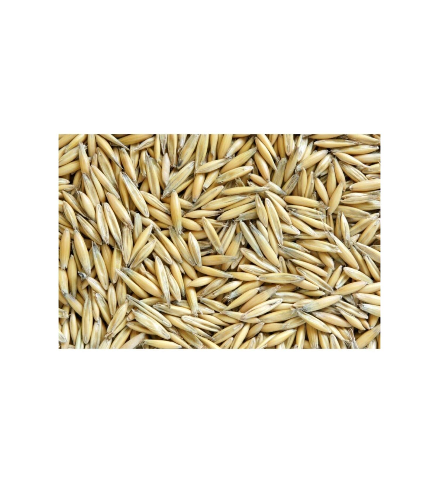 YAL IN BABA YEM Oat Seed in 1kg Packages