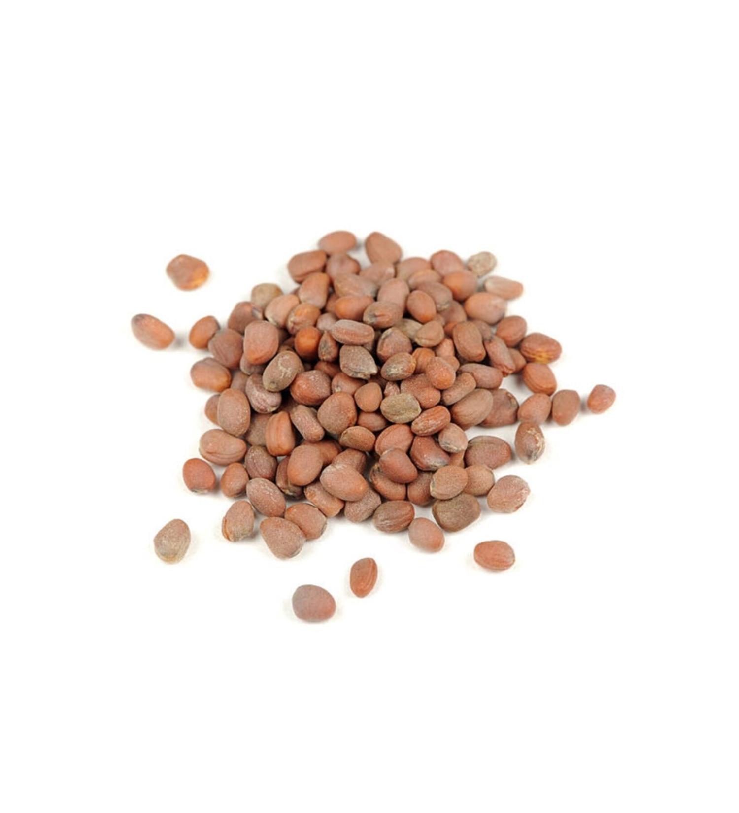 Pavrika Radish Seed 50gr