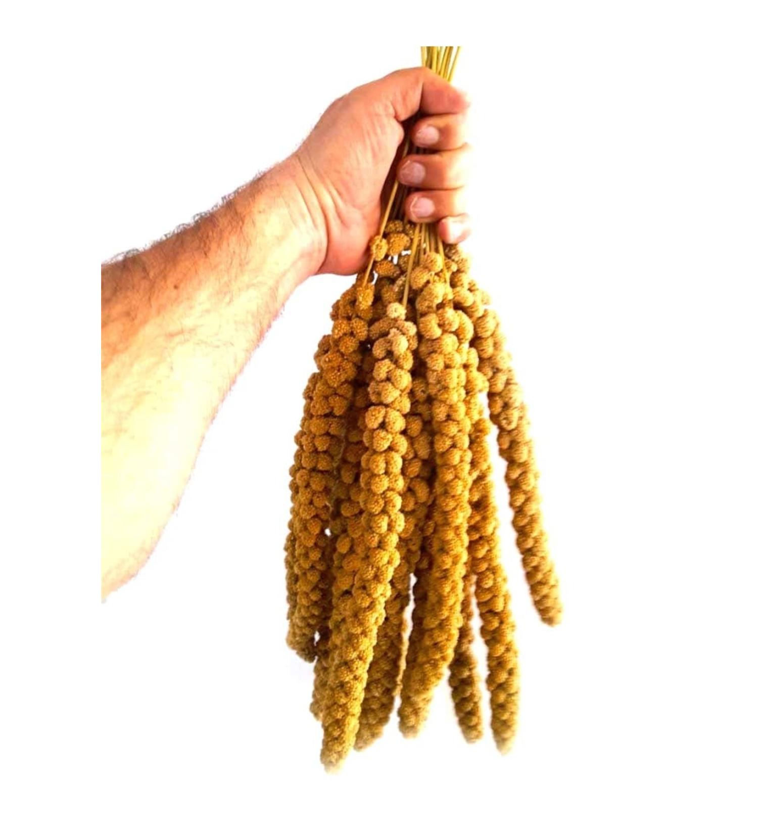 usmtekno 500 Gr. Red Branch Millet Budgie Food Indian Nightingale Nature Food.