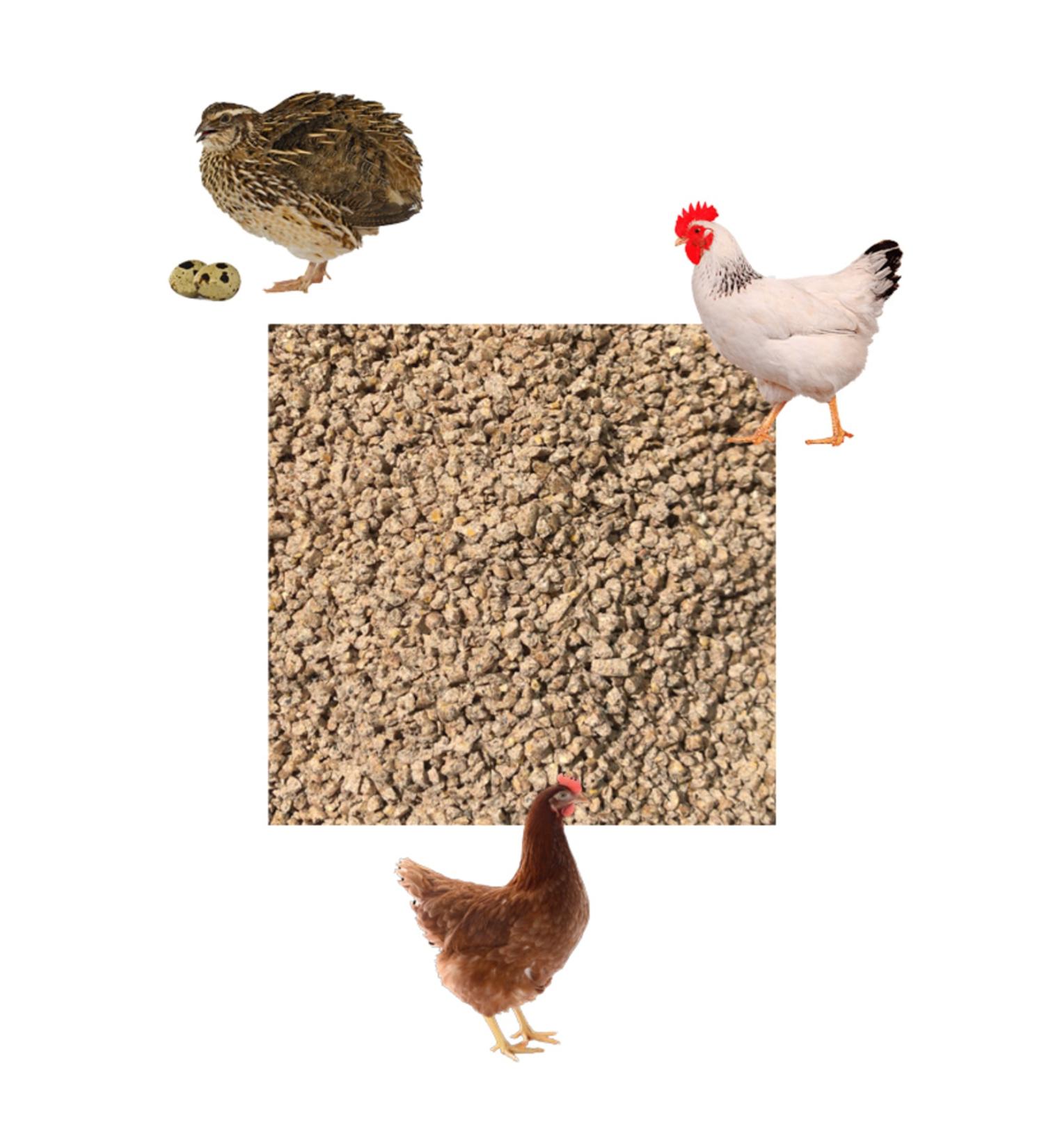 otolasticaret Granular Quail Pullet Chicken Feed 5 Kg