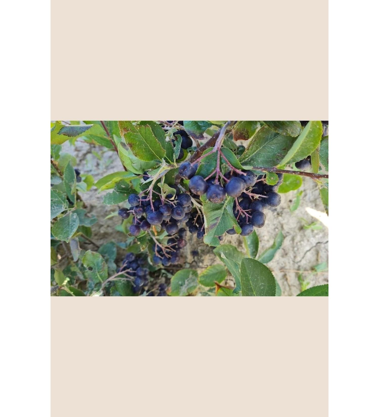 JULY ORGANIC Organic Aronia 100 gr