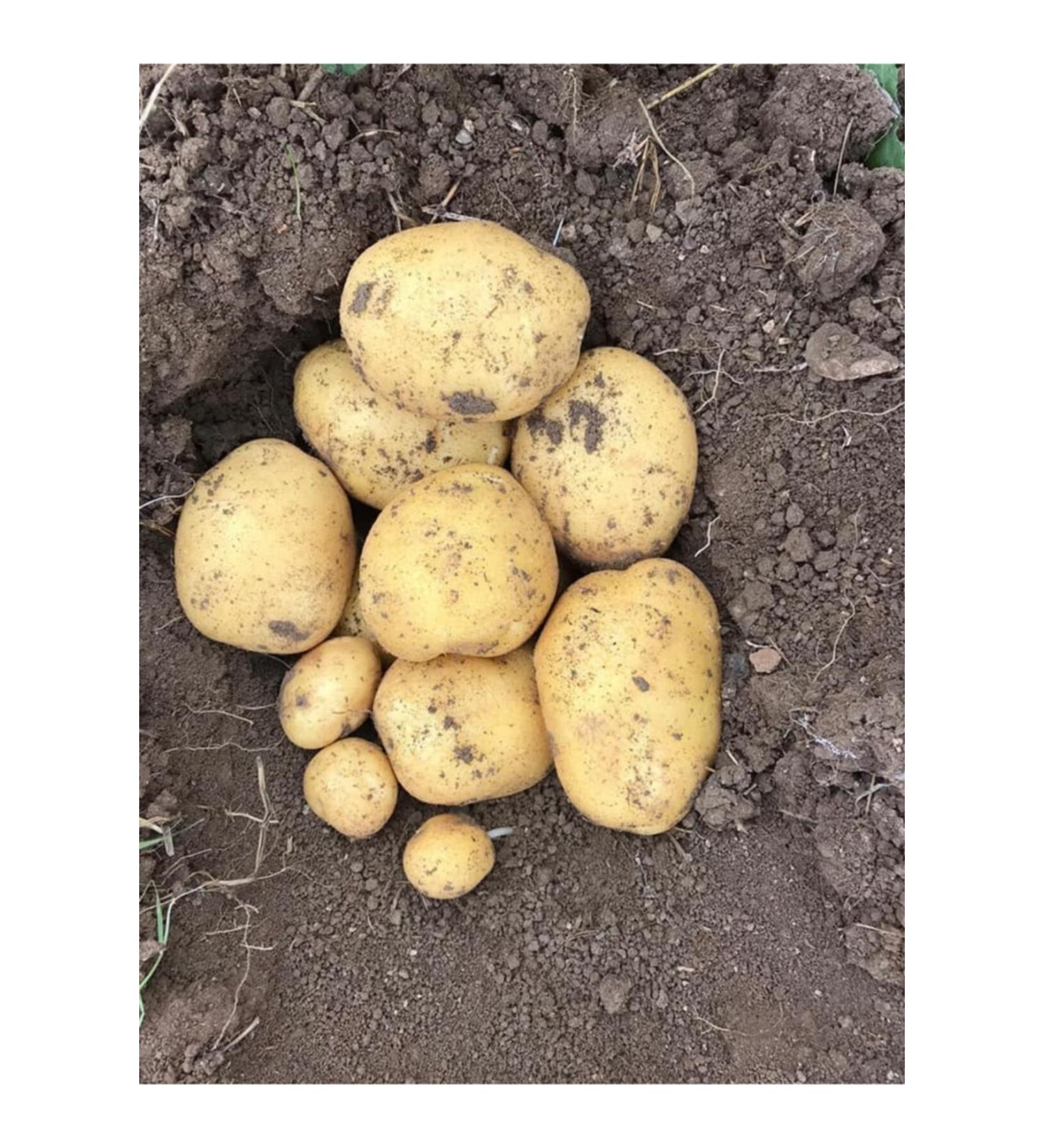 MARABEL 10 kg French Fries