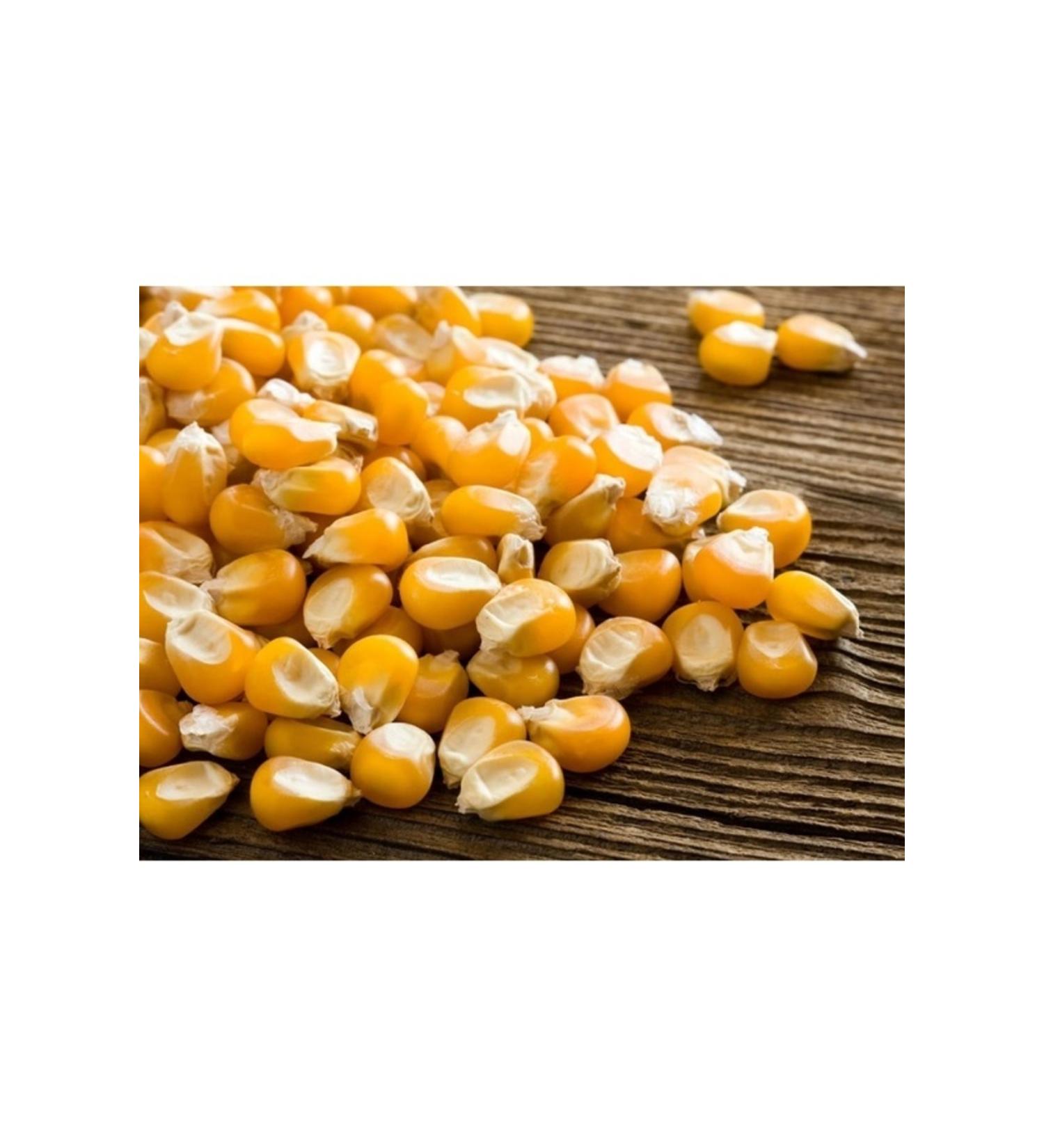Asenya Grain Corn 5 Kg Feed Corn Feed Corn Animal Feed Corn Feed
