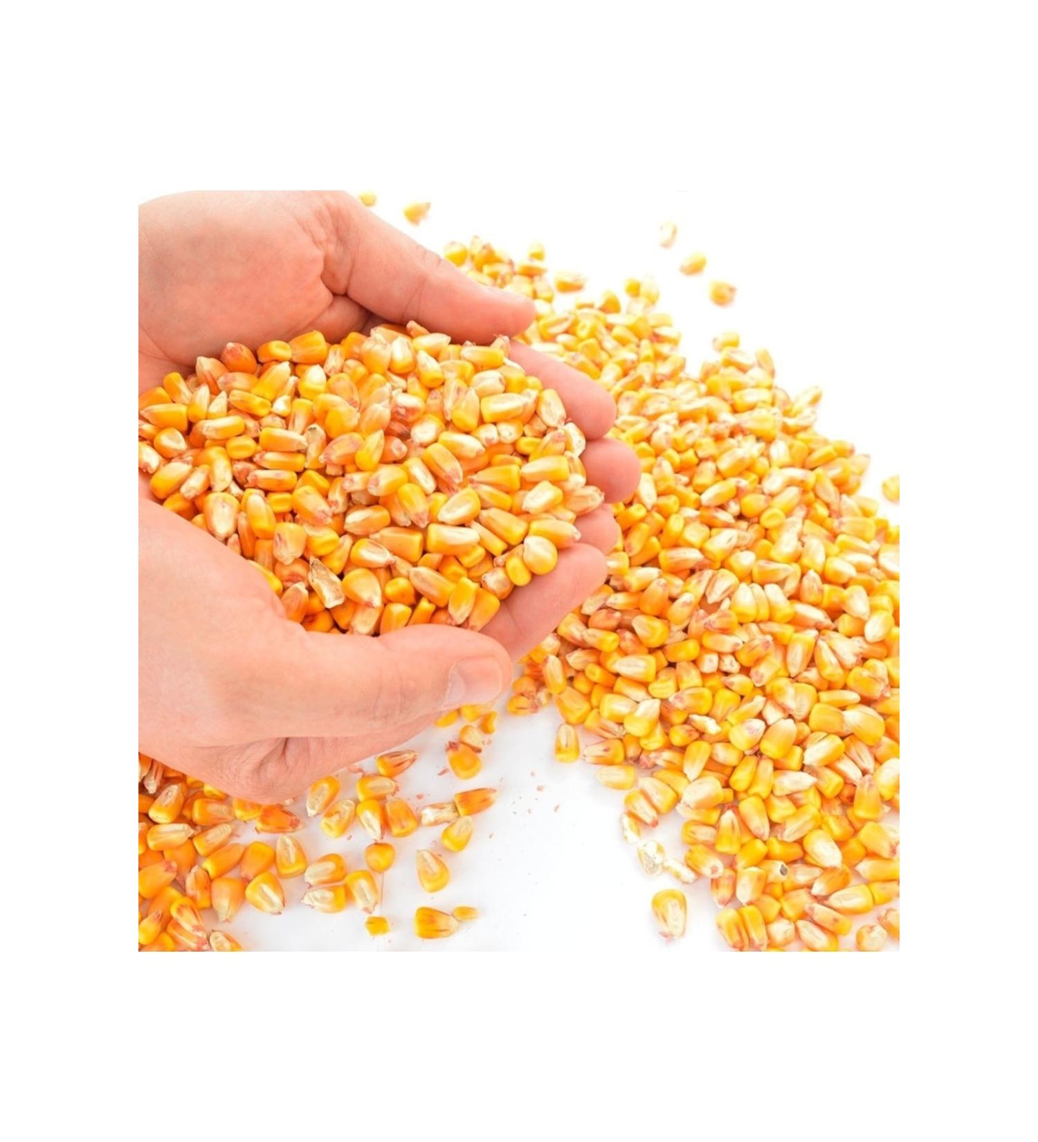 Asenya Grain Corn 4 Kg Chicken Feed Corn for Feed Poultry Feed Goose Duck Quail Feed