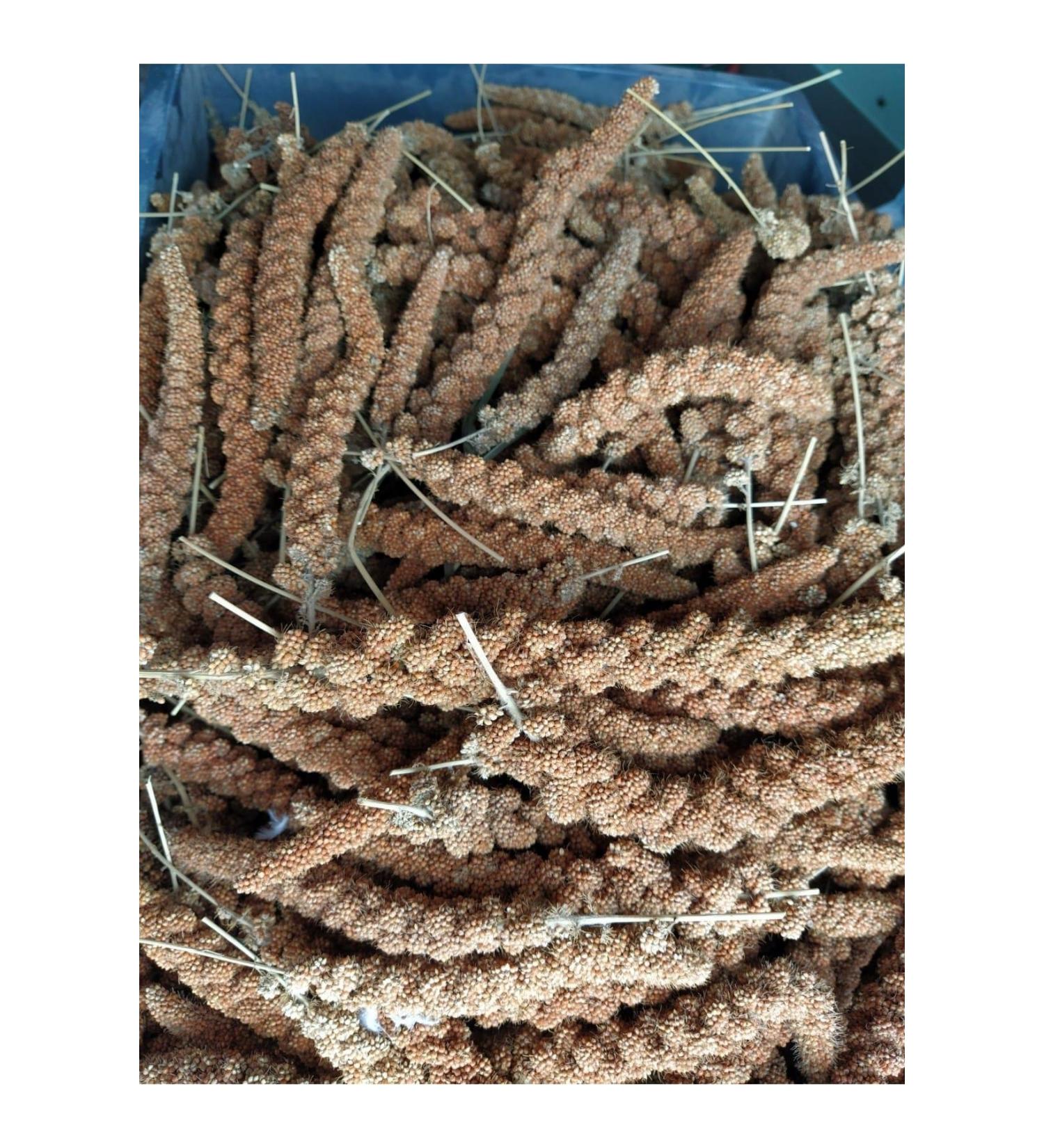 han melipetstore Natural Red Branch Millet Bird Food 500 Gr - Buy Online on GoSupps.com