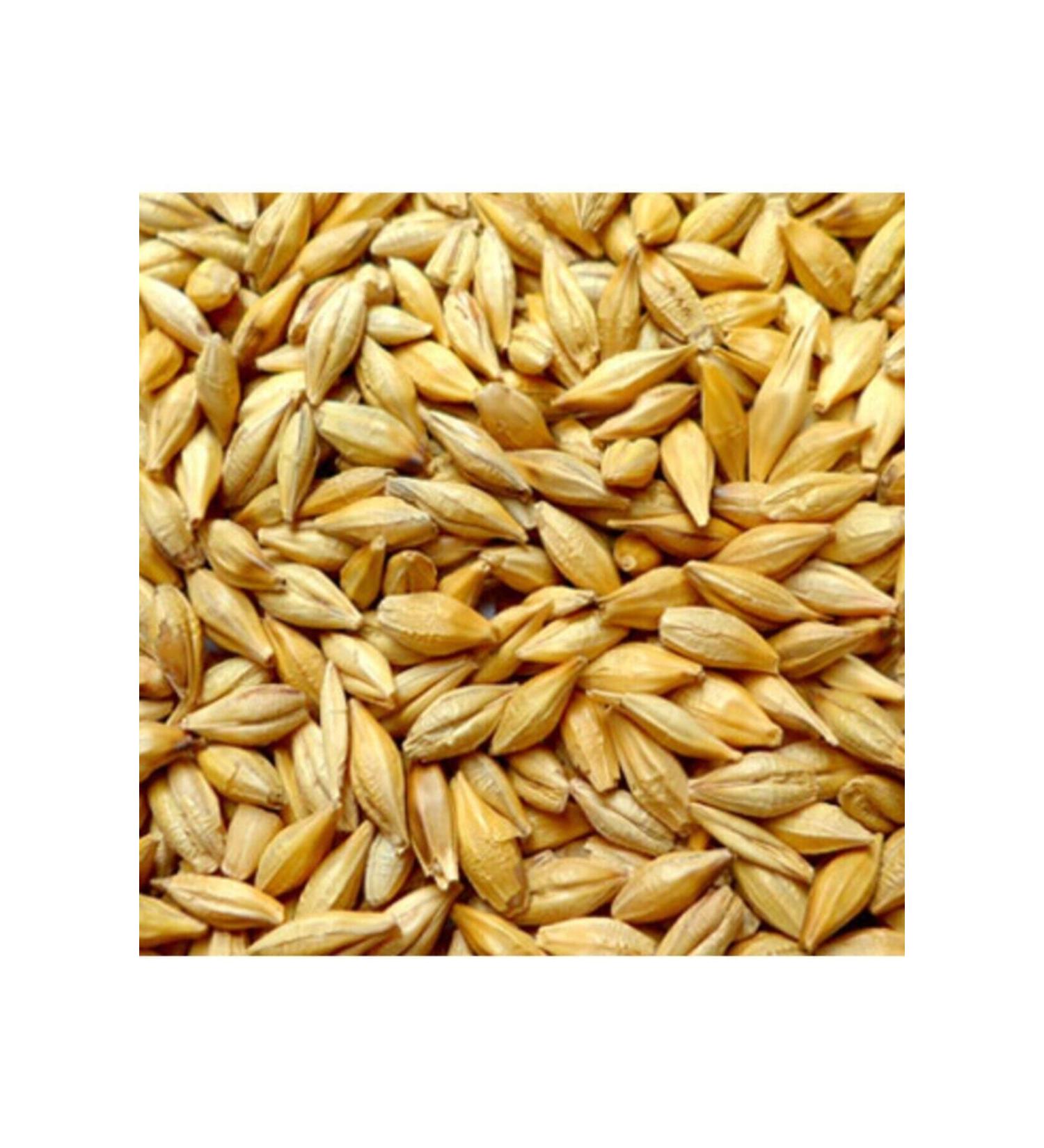 Asenya Natural Grain Barley Seed Feed Barley Chicken Feed Poultry Feed Bird Feed 10kg - Buy Online on GoSupps.com
