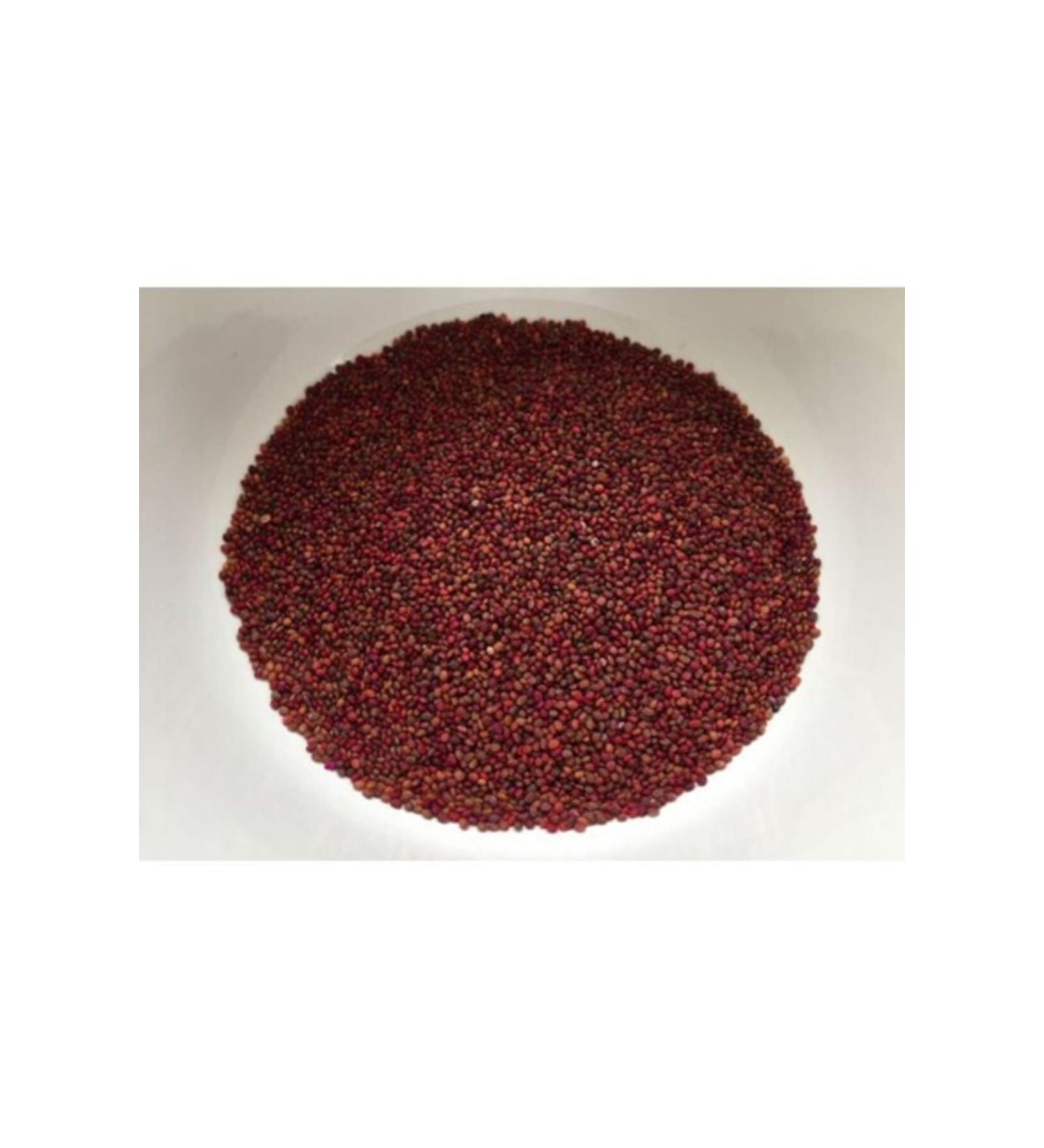 Pavrika Arugula Seed 1st Class Organic Bulk - 250 gr