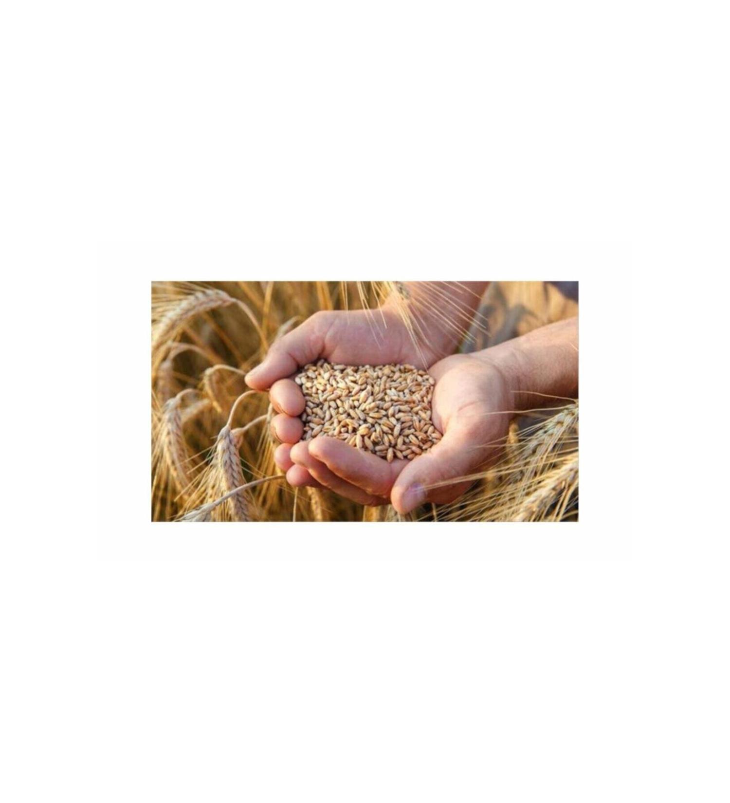 Decor Feed Wheat Chicken Pigeon Poultry Feed 7 Kg