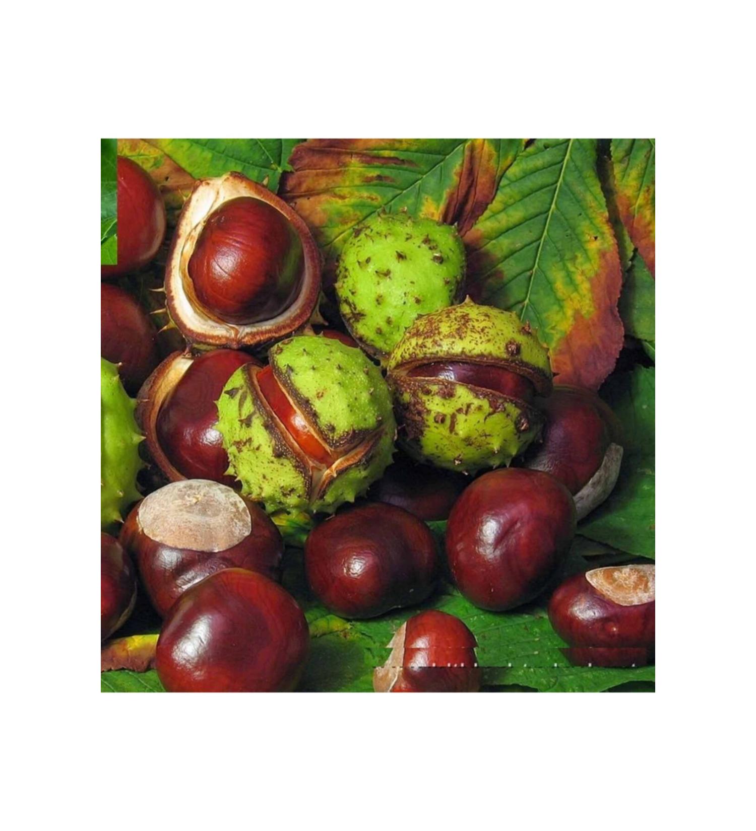 Aktarlife 2500 Gr Horse Chestnut