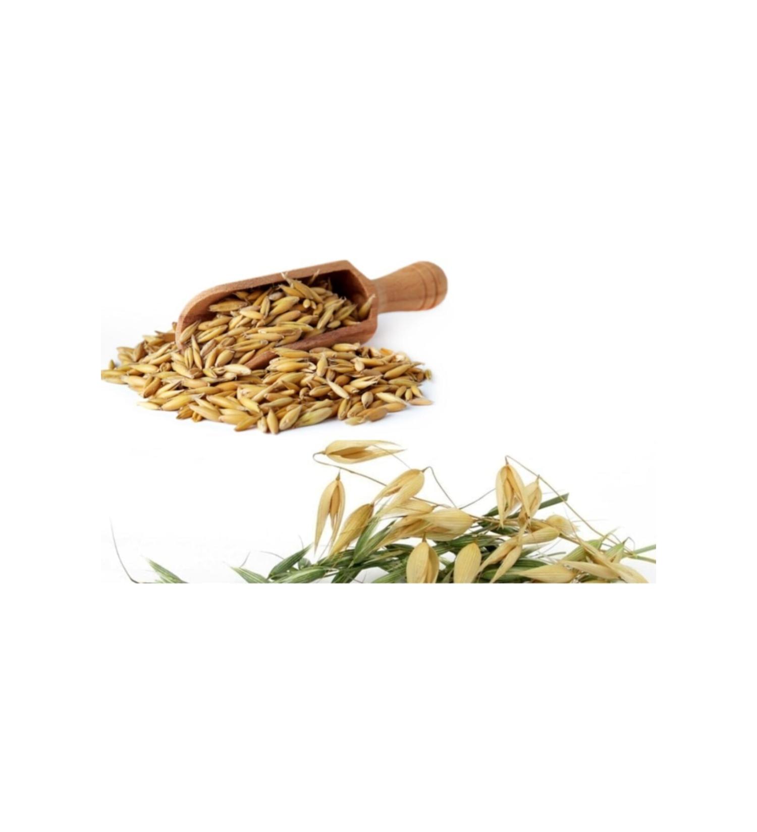 Do alsan Tar m Oat 7 Kg Grain Oat Natural Oat No Additive Oat Seed