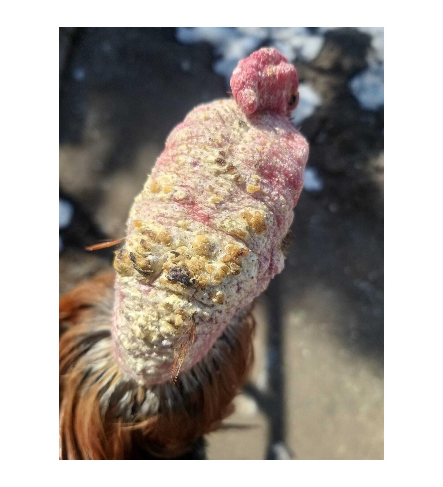 VERMX TR Set of 3 Temre Sugar and External Flowers for Indian Roosters - Buy Online on GoSupps.com