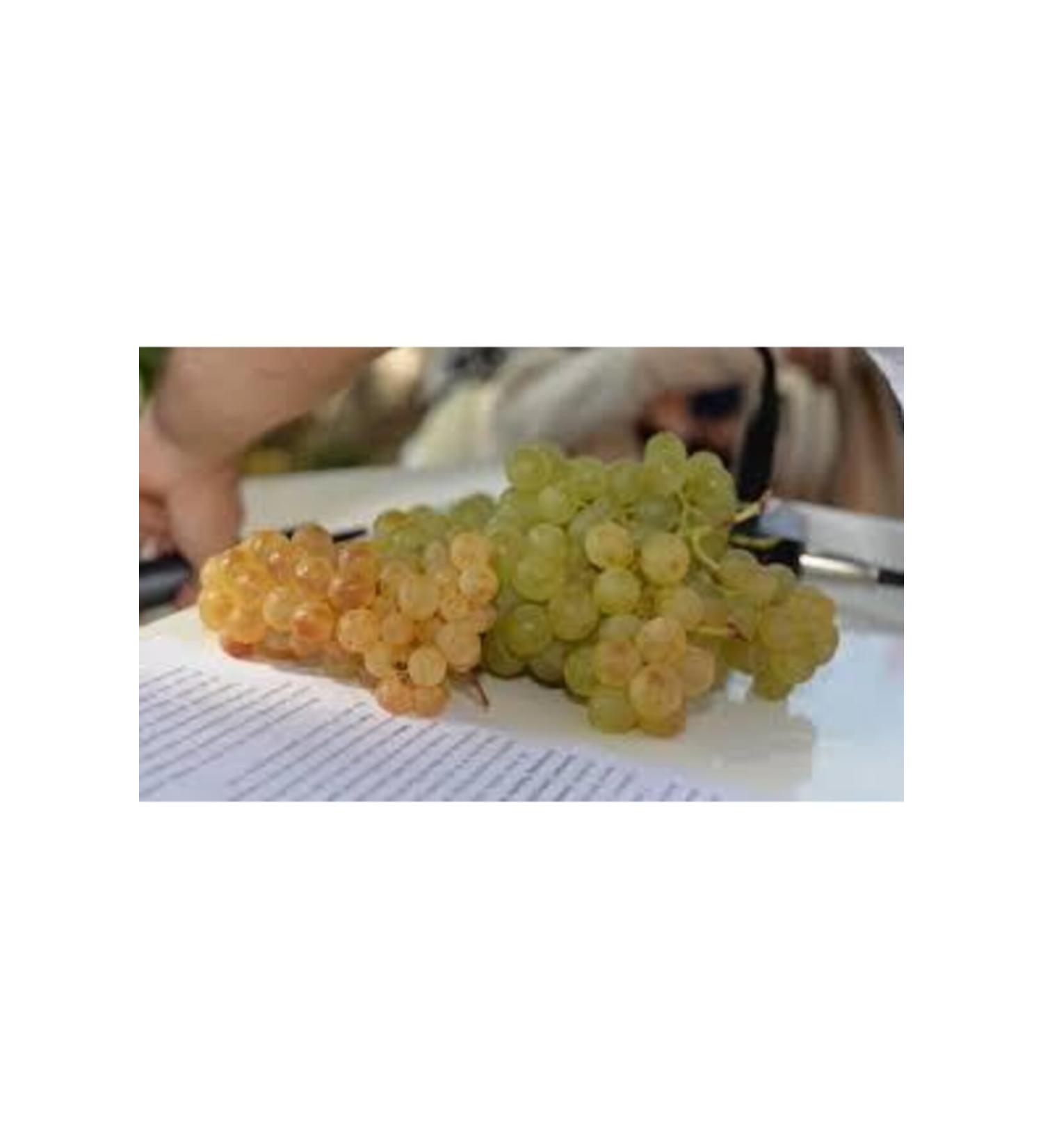 Mediterranean Local Grape Molasses Bubble 1kg