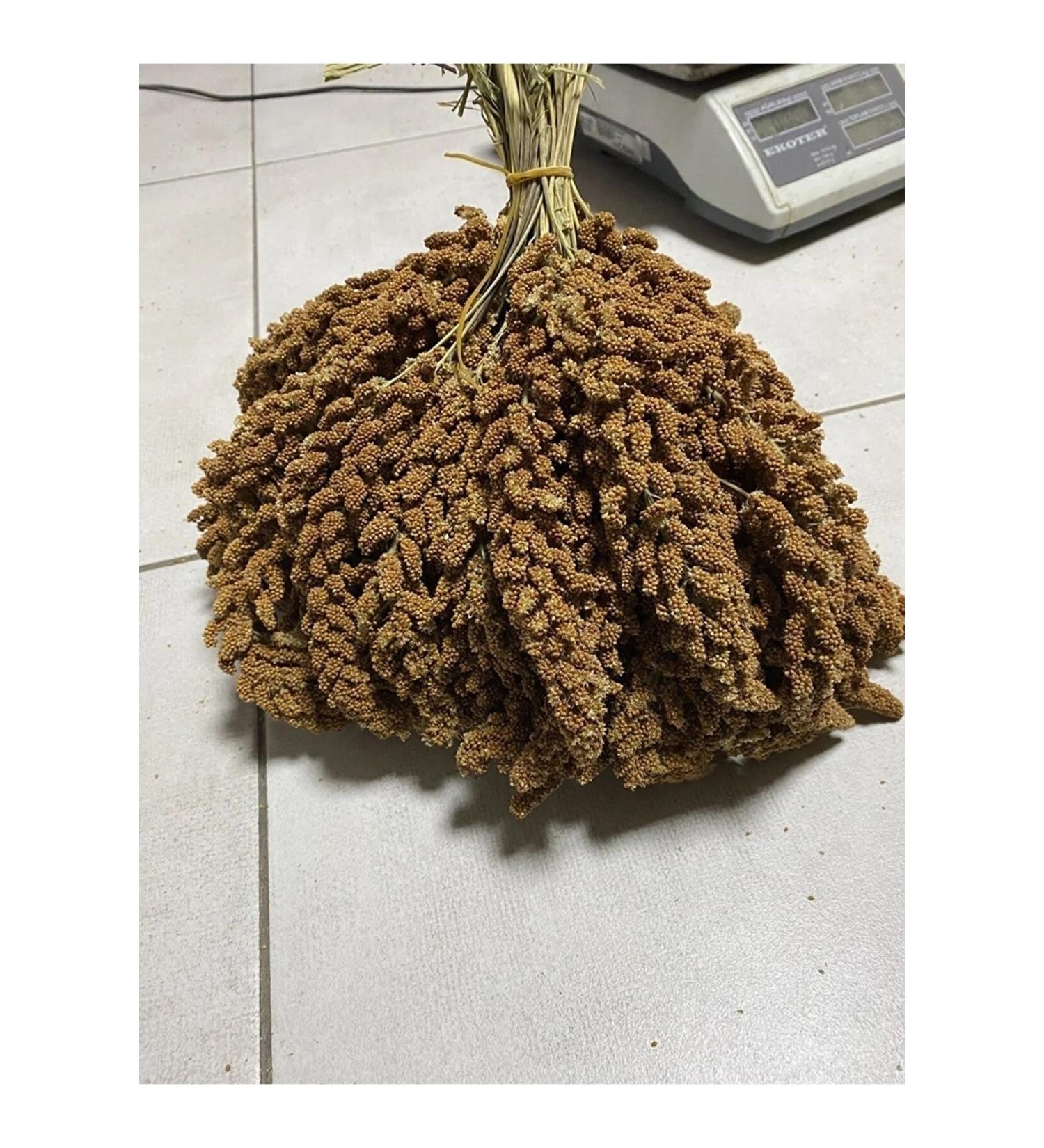 mezbi Natural Dal Millet Specially Prepared 500 Gr