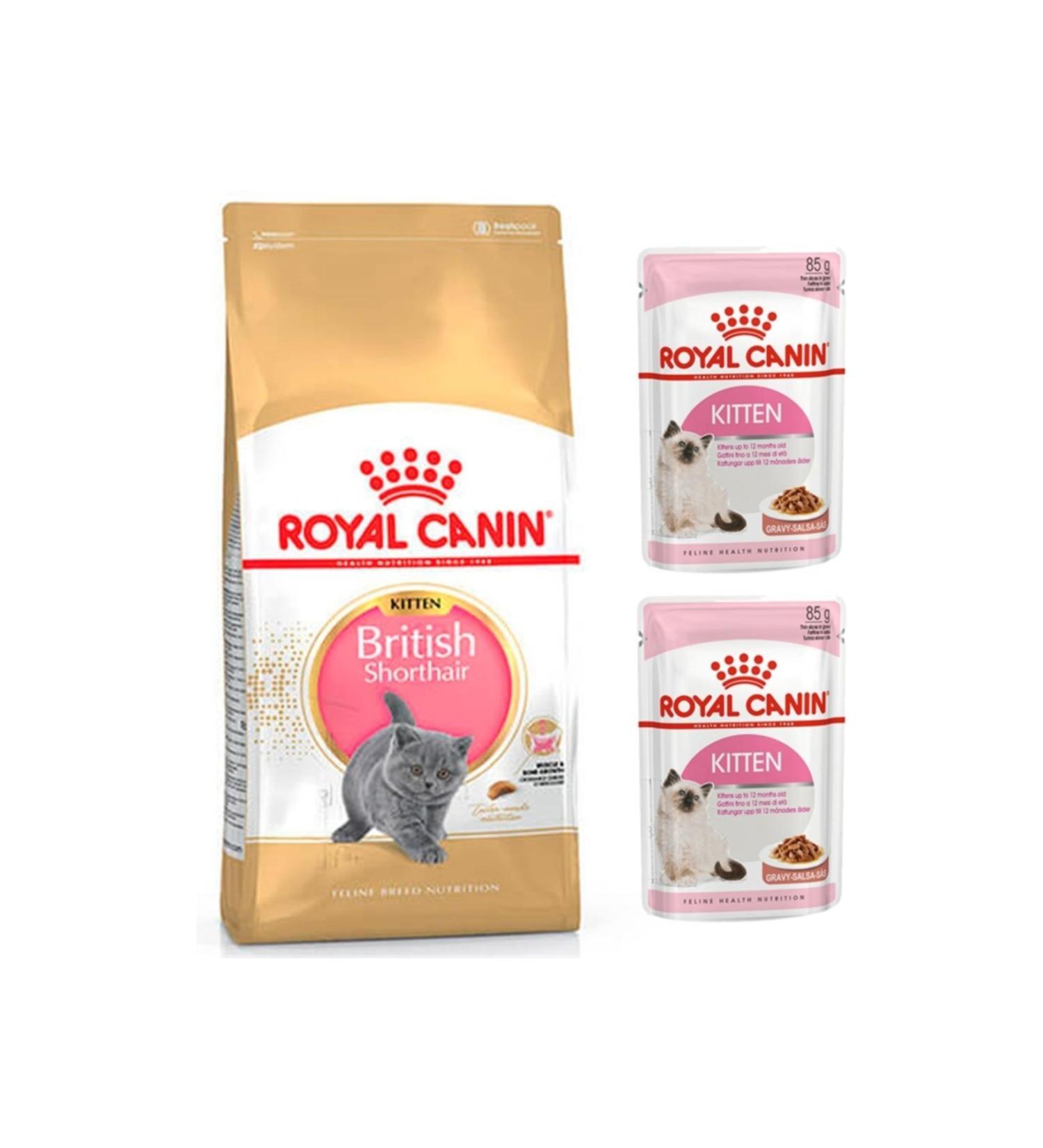 Royal Canin British Shorthair Kitten Kitten Cat Food 2 Kg + Kitten Wet Food 2 Pieces (original)