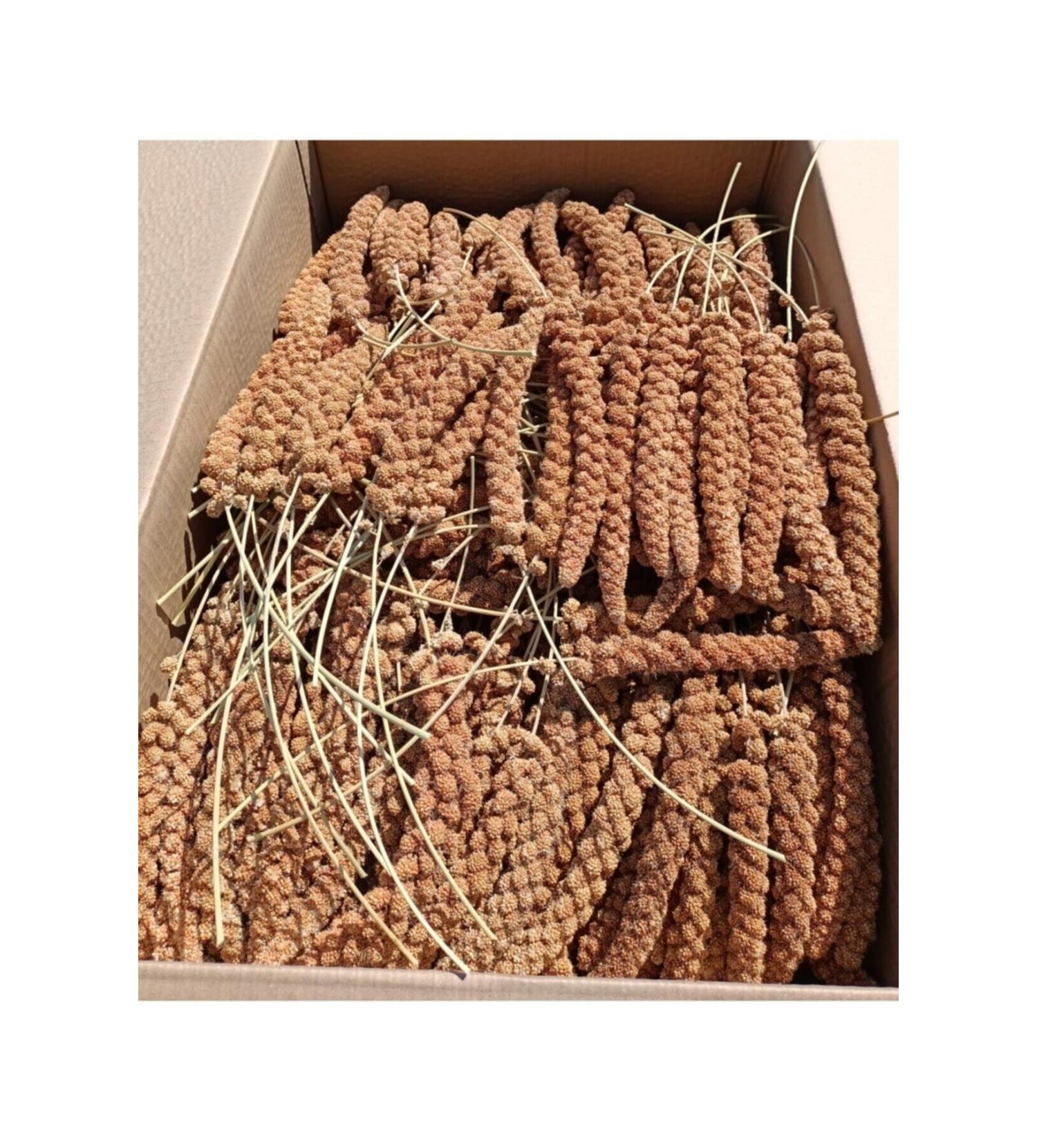 z Kayalar Yem Red Branch Millet 1 Kg