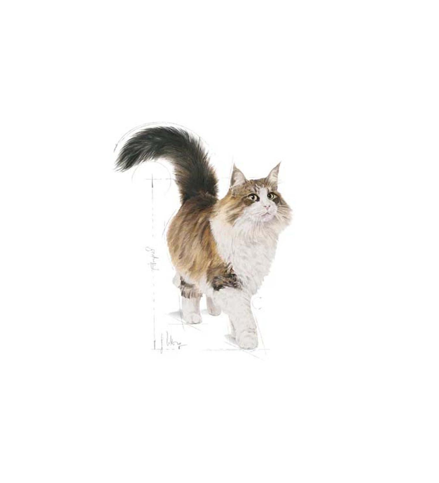 Royal Canin Sterilised Gravy Pouch Sterilised Adult Cat Wet Food 12 x 85 G