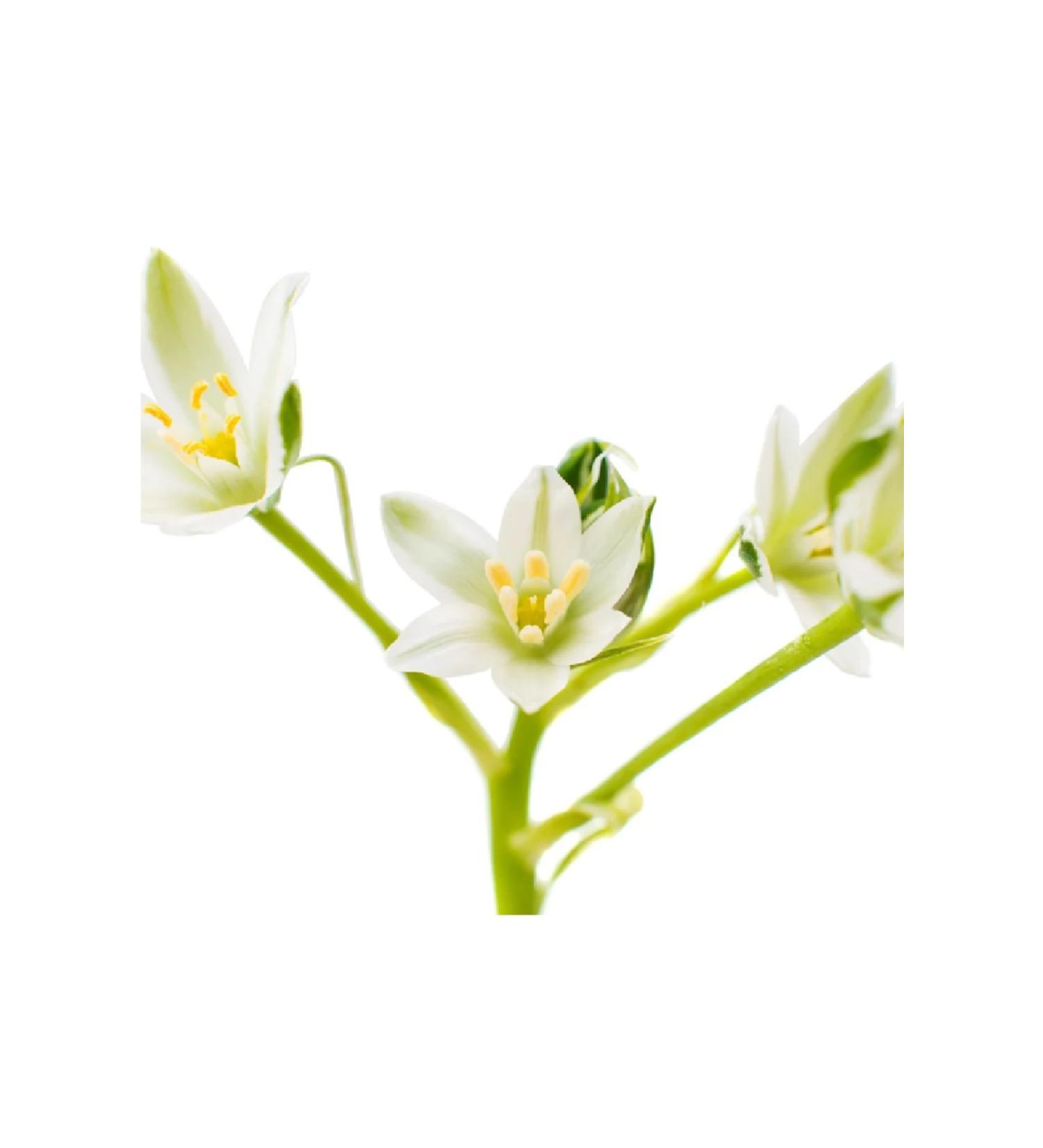 L'anza Healing Colorcare Anti-Fade Protective Conditioner (Cruelty-free 8.5floz) ECBeauty!Q347