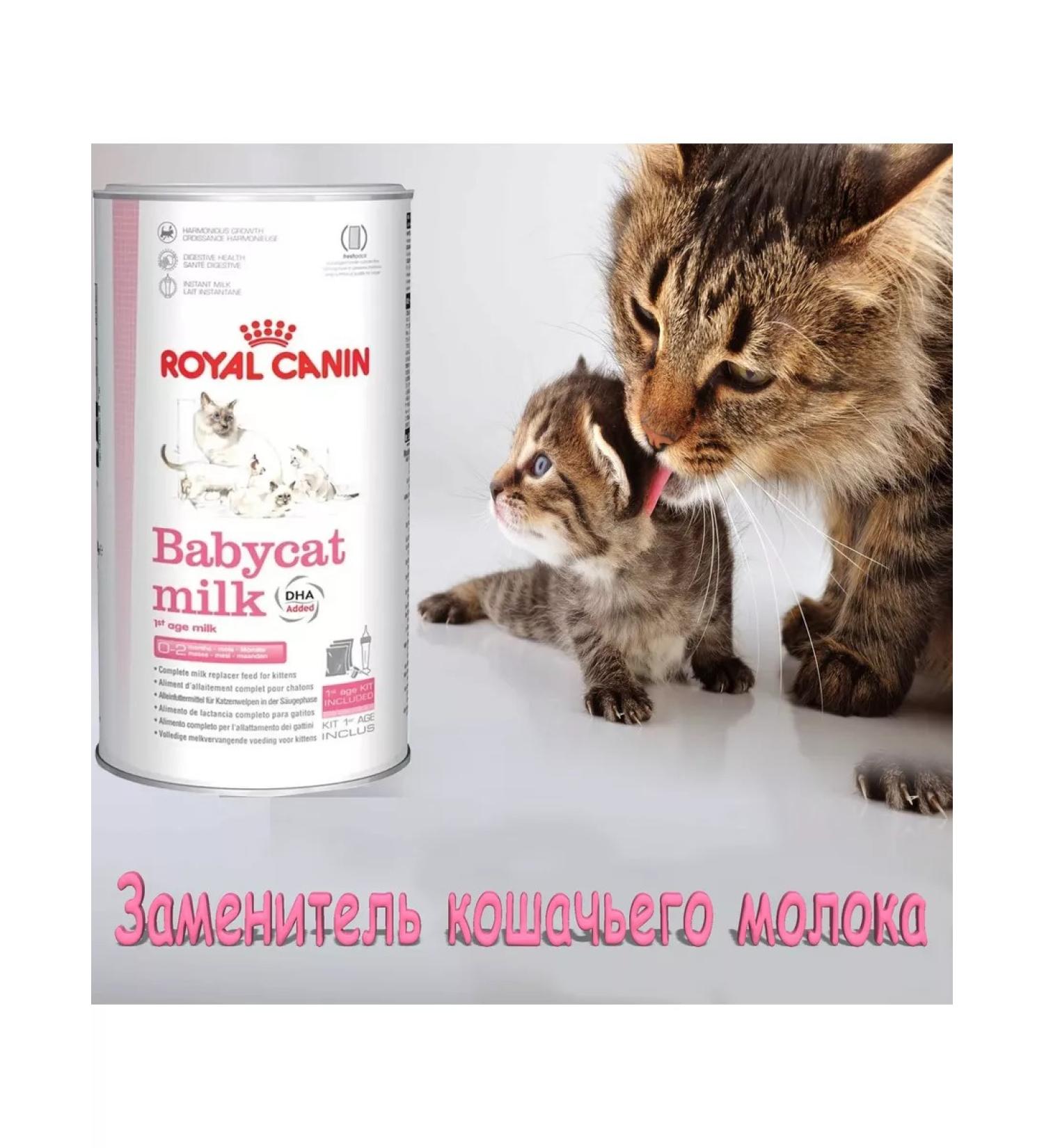 ROYAL CANIN Babysat Milk food for kittens from birth 0.3 kg - Buy Online on GoSupps.com
