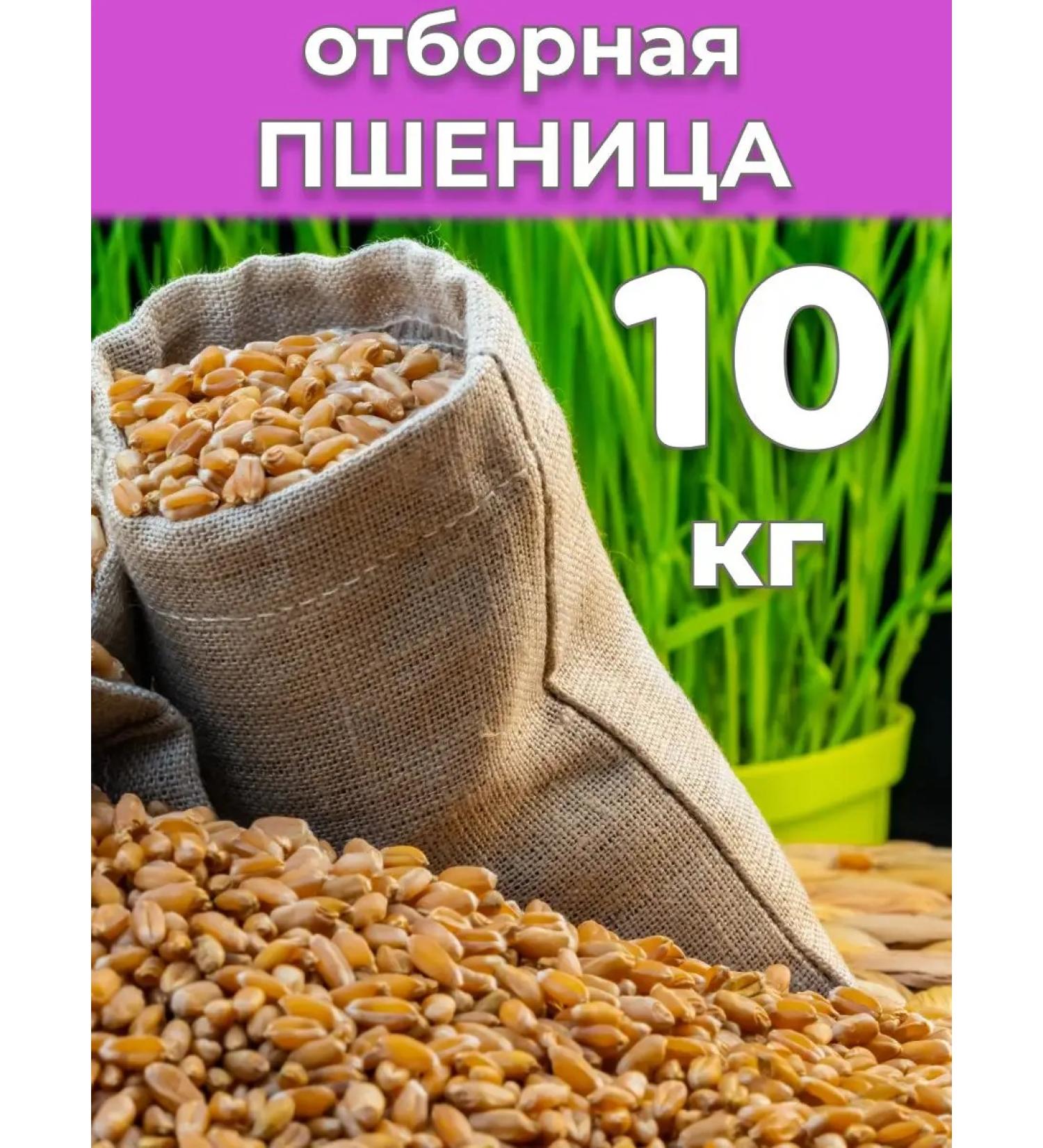 SemenaRus Wheat 10 kg microwave for weight loss agent - Buy Online on GoSupps.com