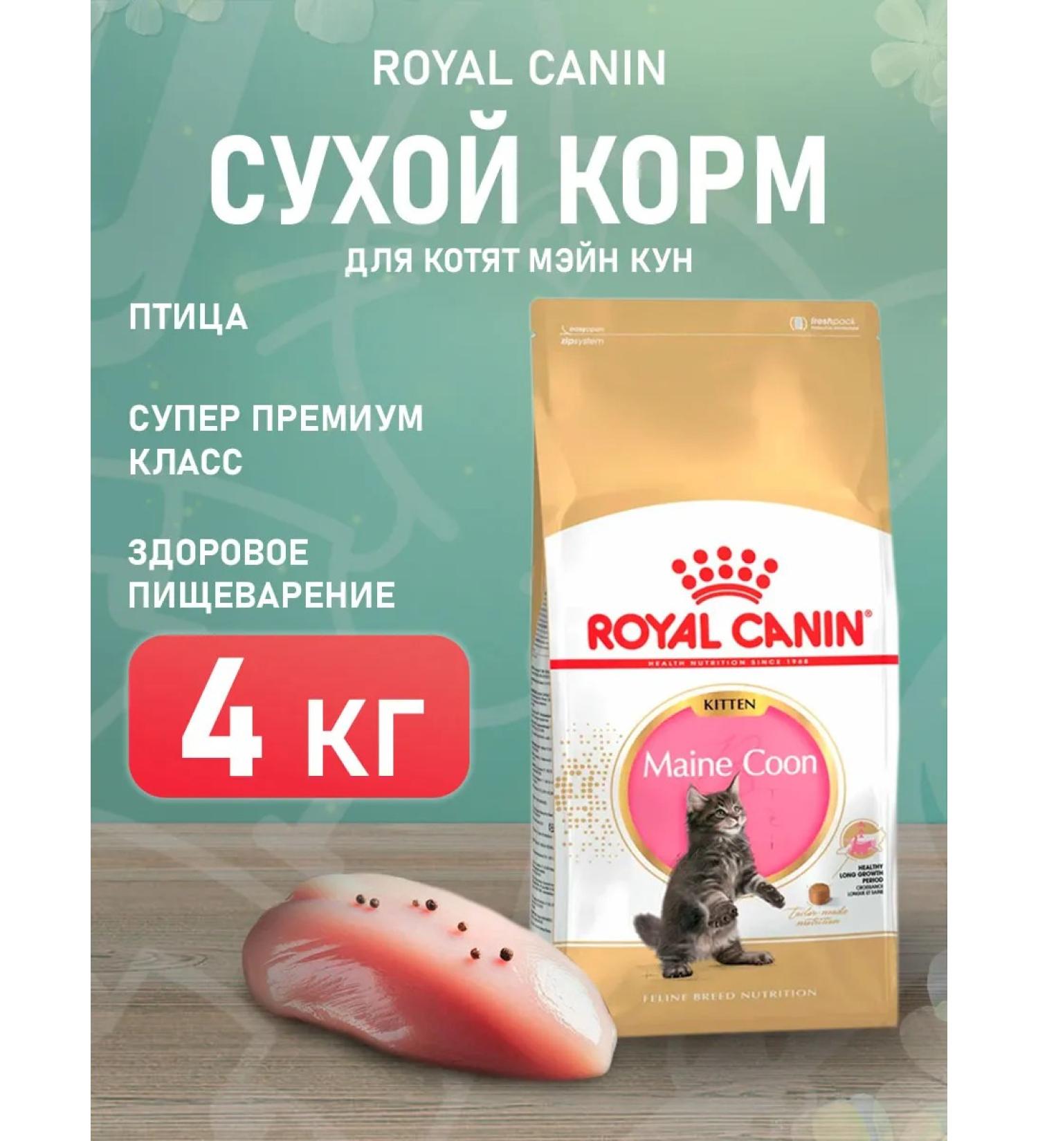 ROYAL CANIN Main Coon Kitten 36 food for kittens Mayn Kun 4 kg - Buy Online on GoSupps.com