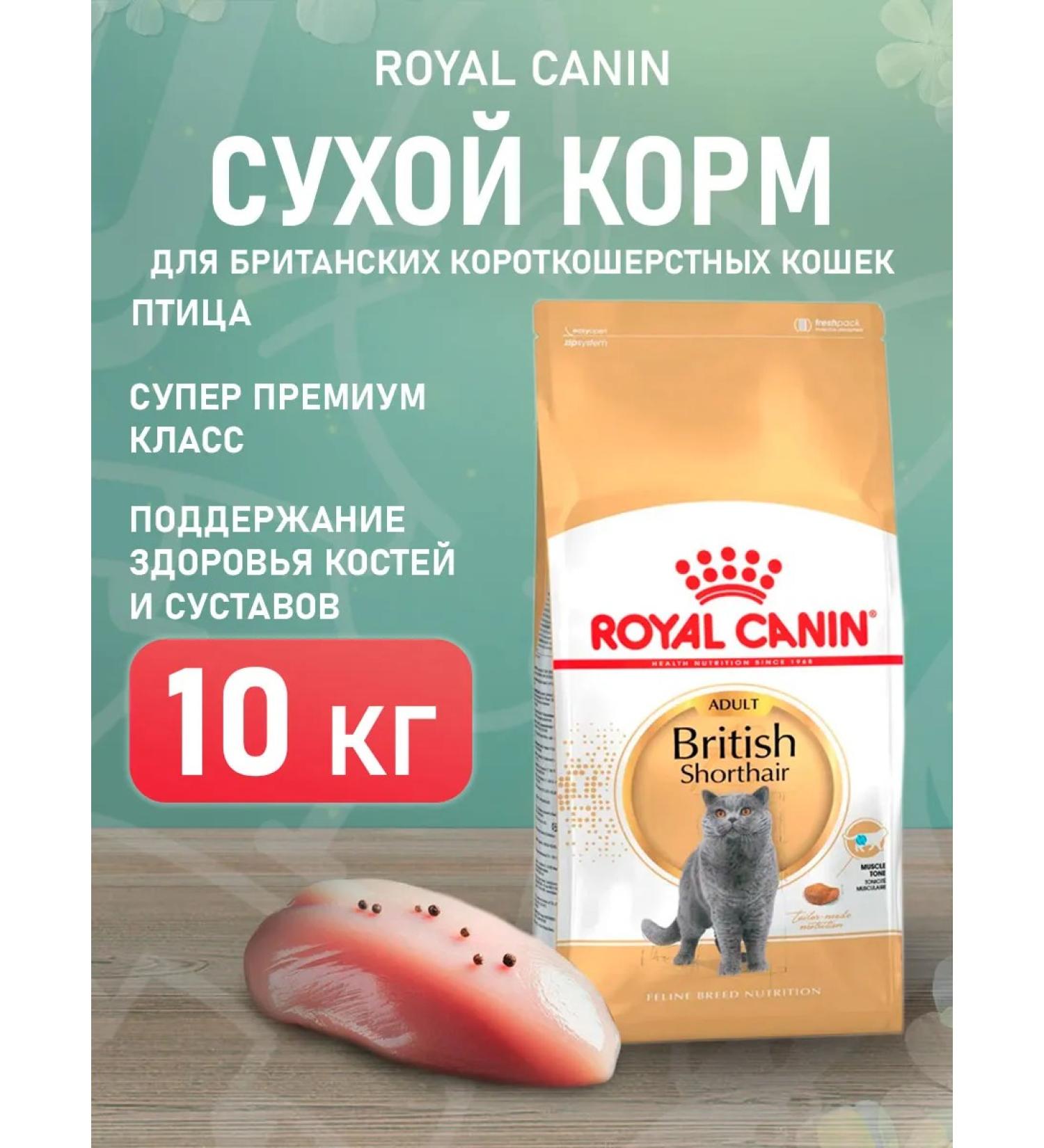 ROYAL CANIN Dry food British shorthair for cats British 10 kg - Buy Online on GoSupps.com