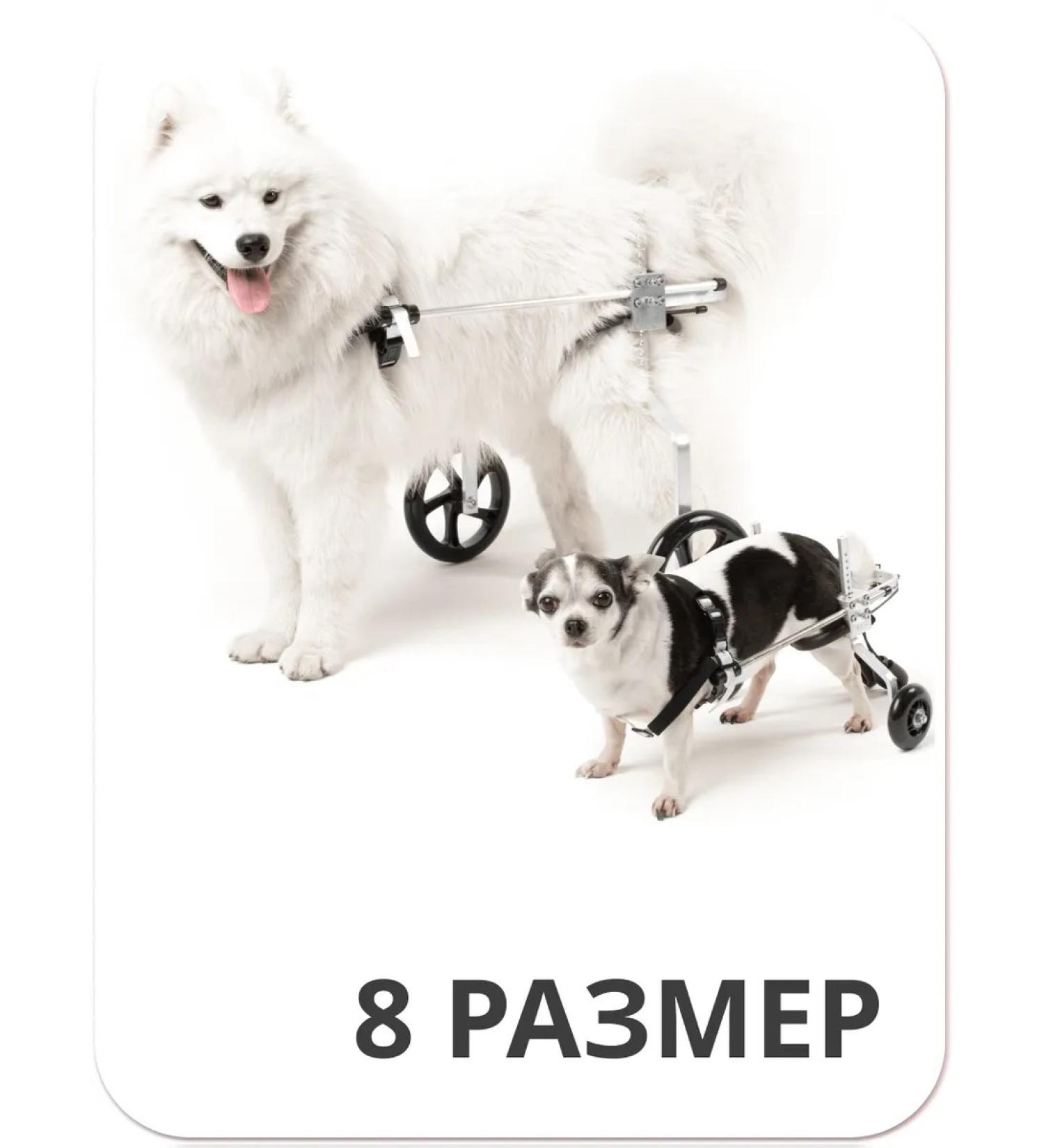 Liras Invalued stroller for dog paws from 41 to 60 kg - Buy Online on GoSupps.com