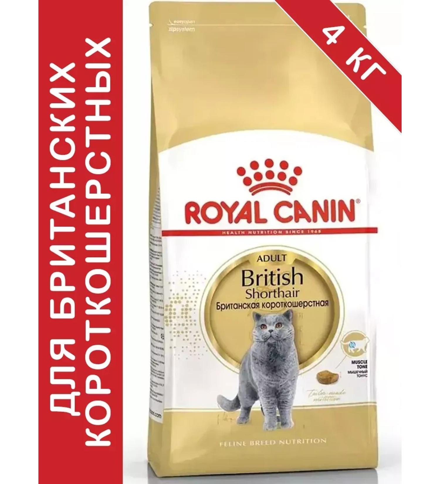 ROYAL CANIN British shorthair adult for cats 4 kg British - Buy Online on GoSupps.com
