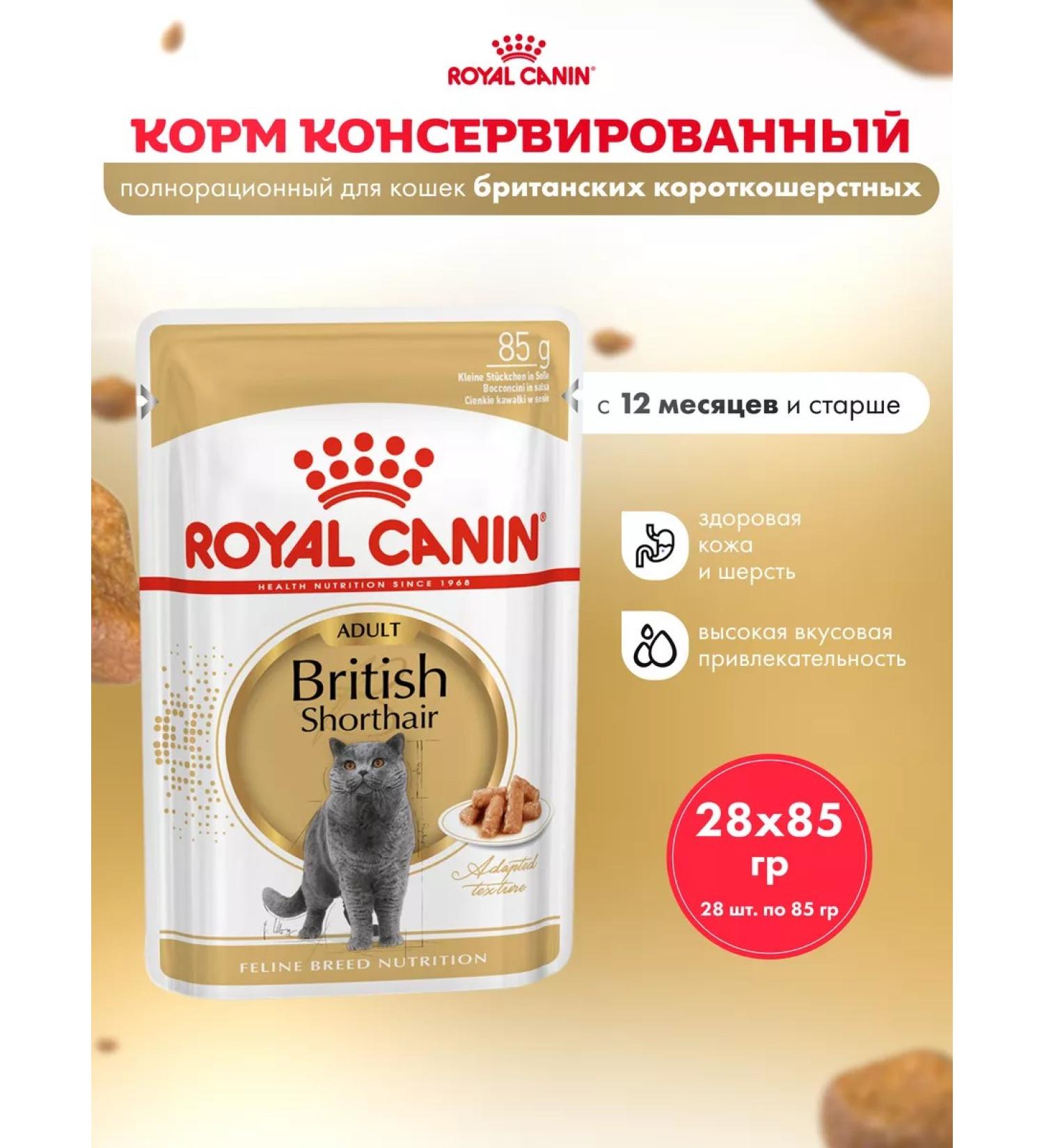 ROYAL CANIN Wet food for cats British shorthair sauce 28*85 g - Buy Online on GoSupps.com