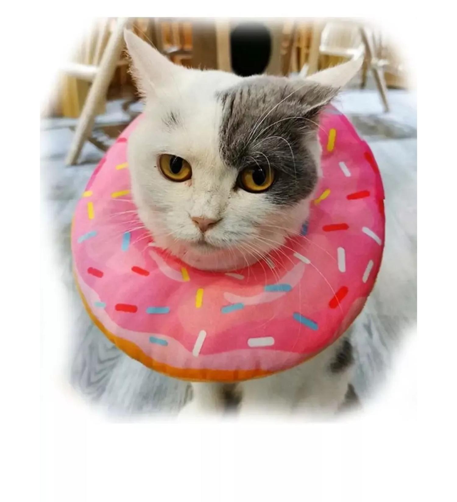 Dog60 The collar is soft for cats and dogs veterinary l - Buy Online on GoSupps.com