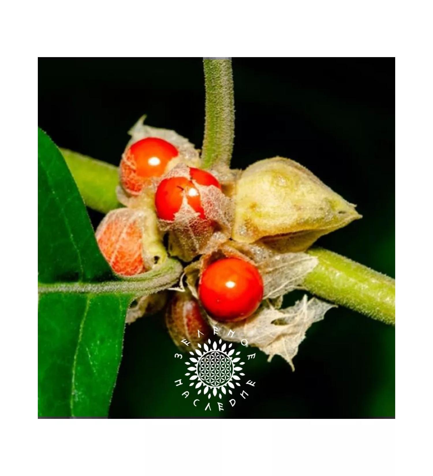 Green Legacy Ashvagandha seeds (lat. Withania somnifera) 15 pcs - Buy Online on GoSupps.com