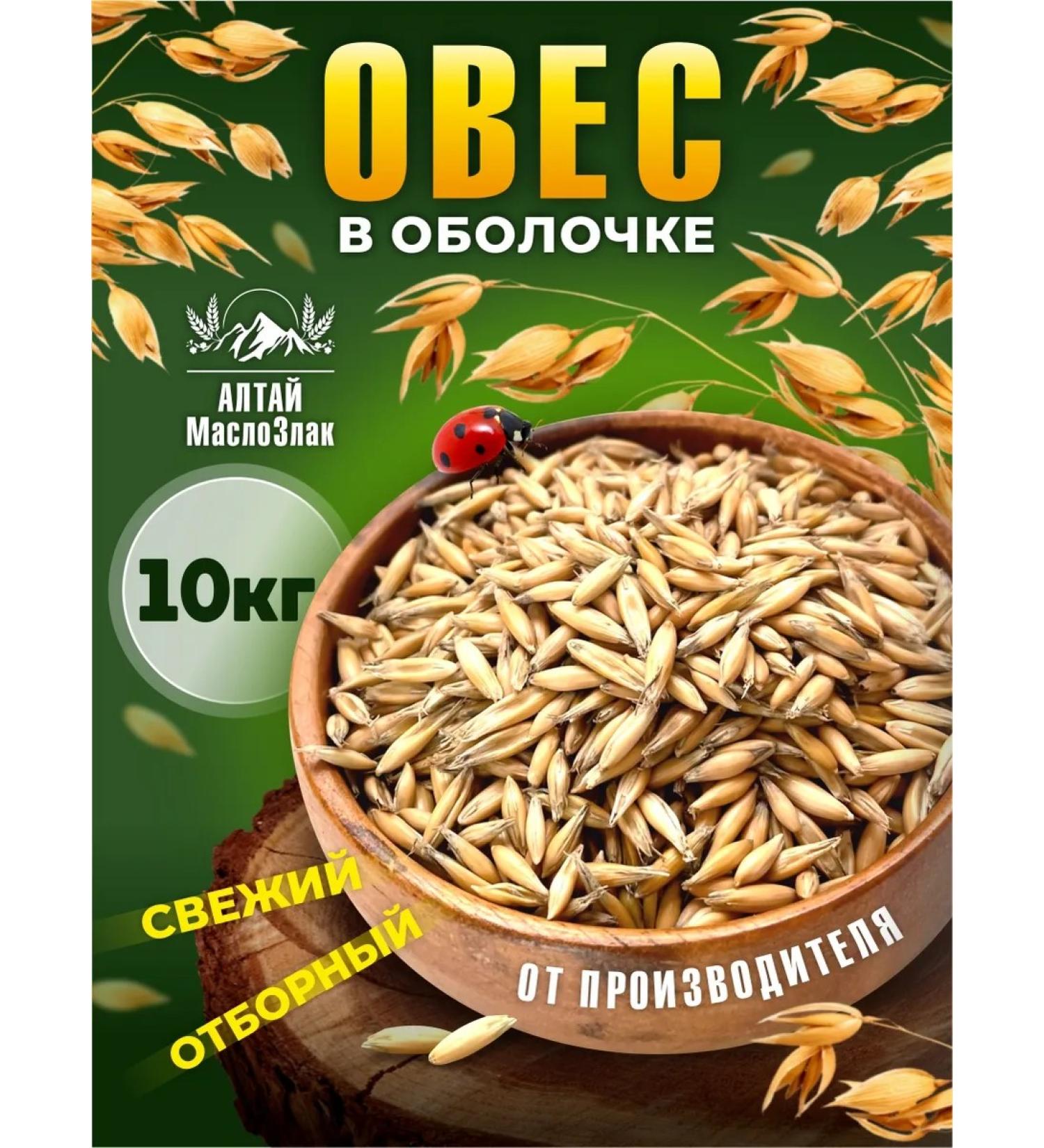 Altai Oil and Cereals Oats for brewing and germinating 10 kg - Buy Online on GoSupps.com