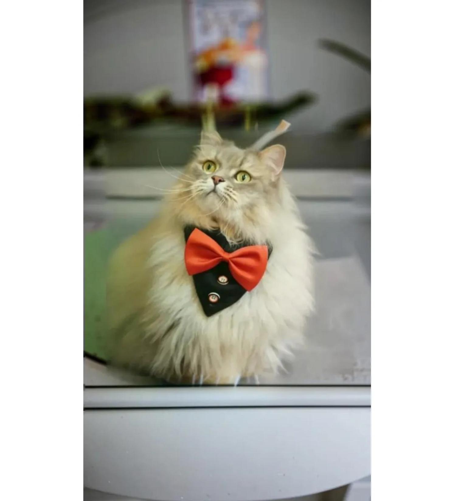 EasyMarkus Gentlemen collar elegant for dogs and cats red - Buy Online on GoSupps.com