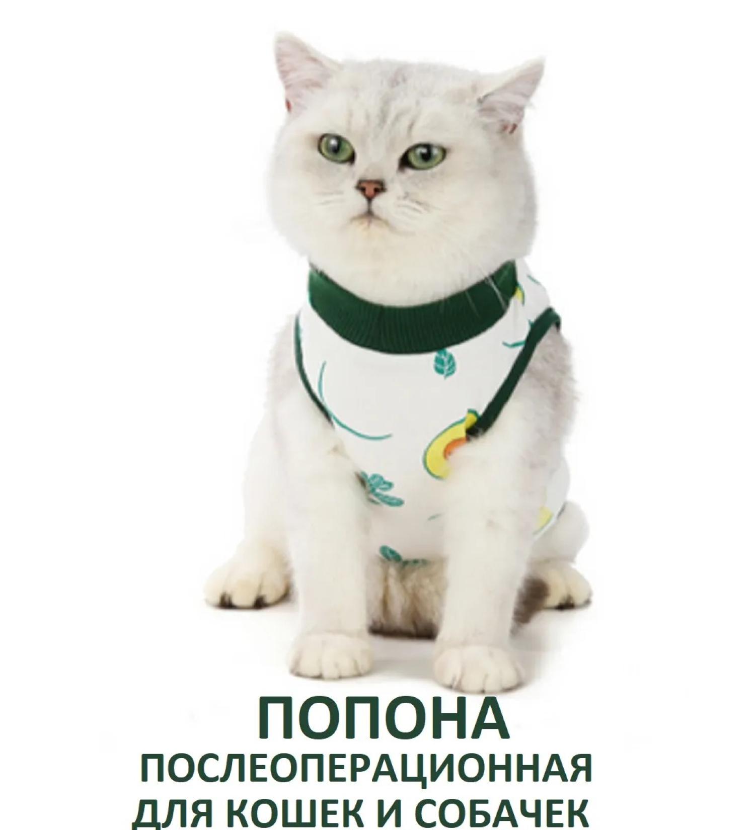 Popon postoperative for cats and dogs of small breeds - Buy Online on GoSupps.com