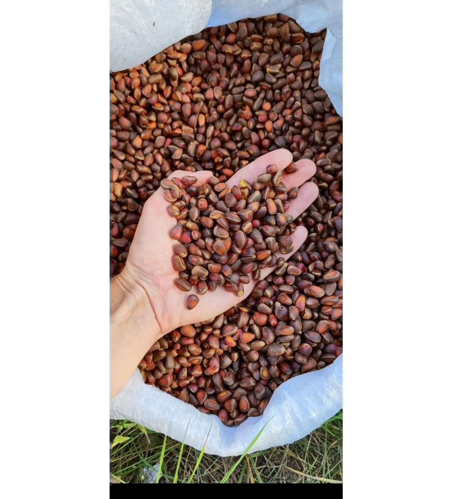 VorukhNuts Unpeeled cedar nuts - Buy Online on GoSupps.com