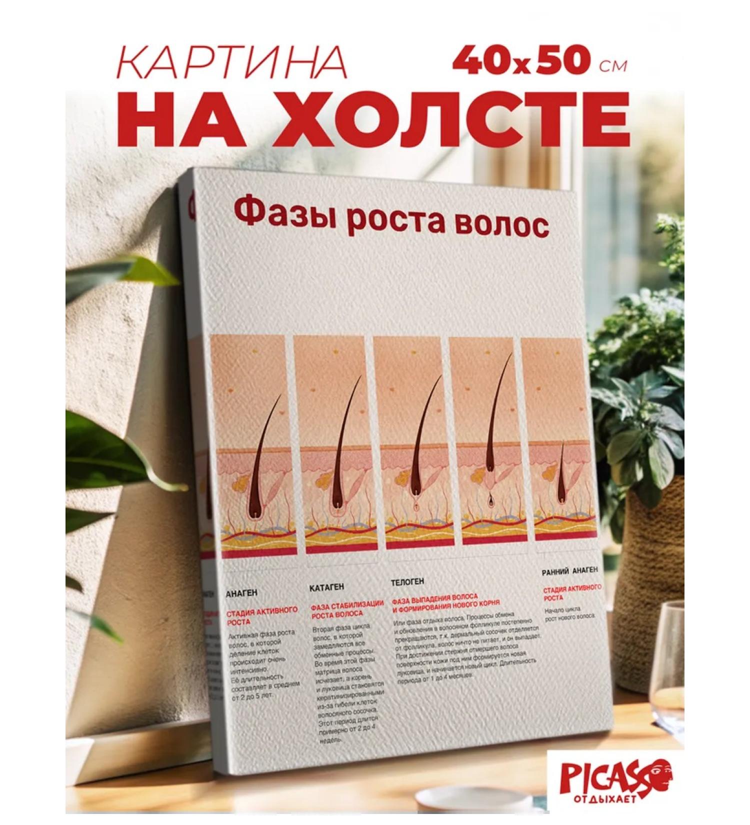 PICASSO is resting Picture on the wall of the phase of hair growth learning - Buy Online on GoSupps.com