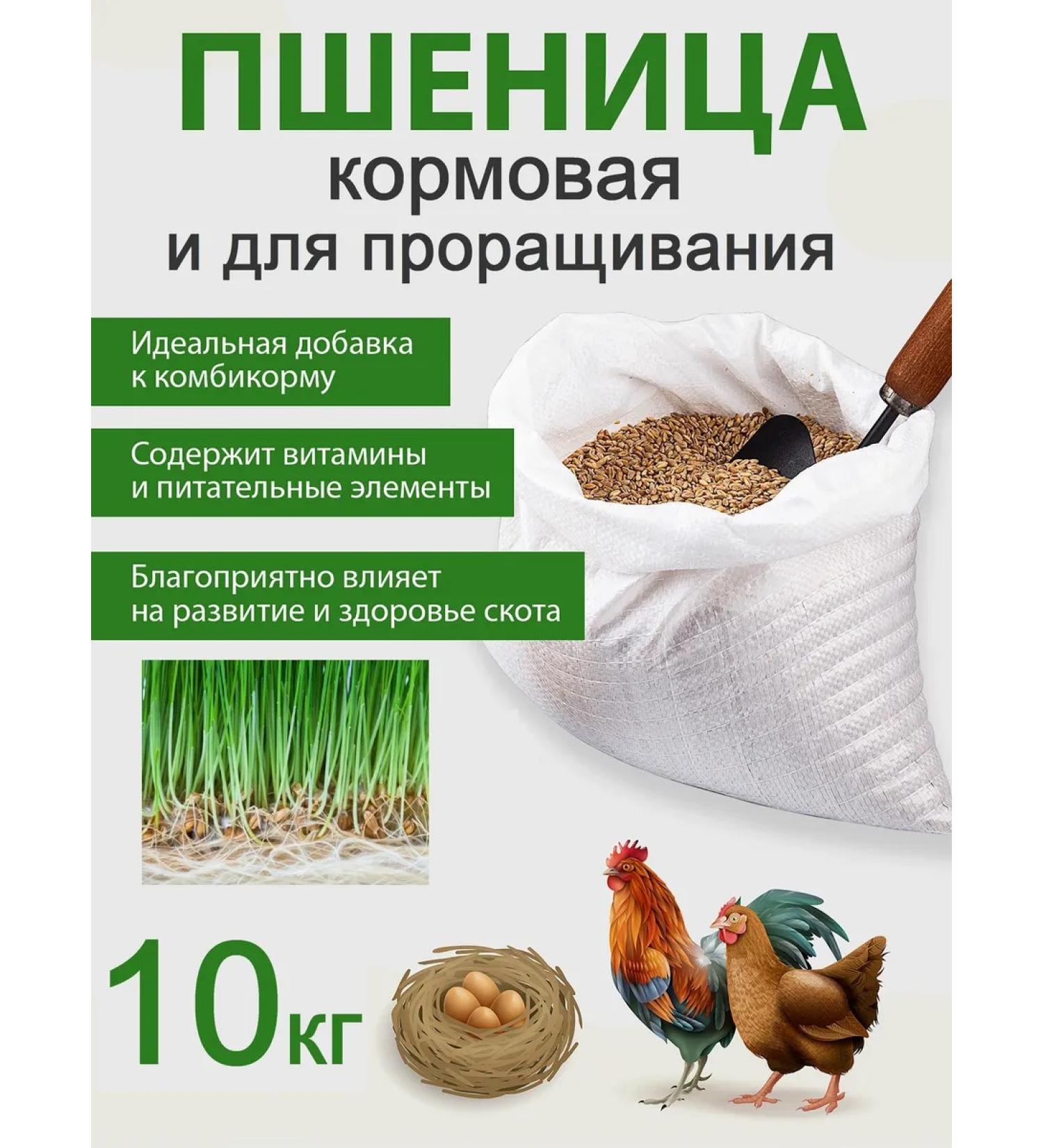 Rosagrozakaz Fodge wheat for birds and animals and germination 10 kg - Buy Online on GoSupps.com